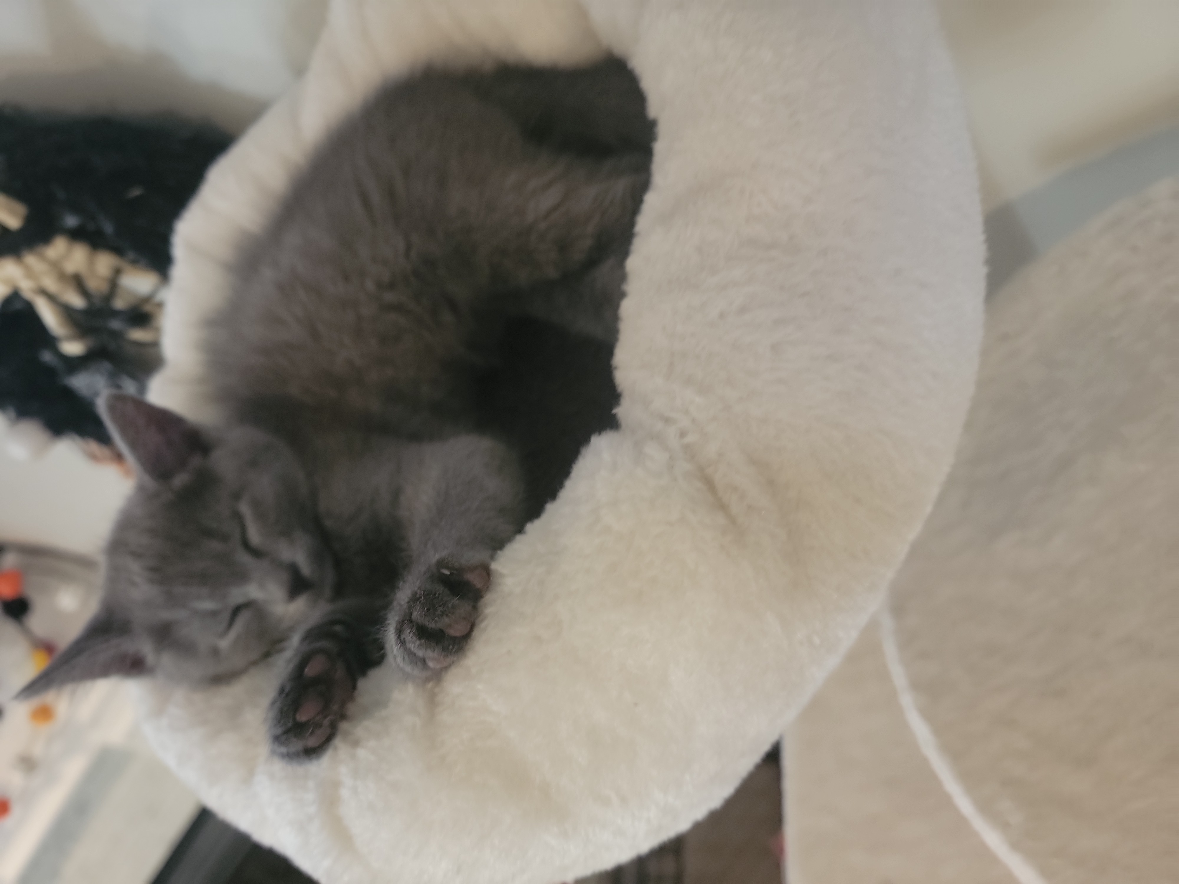 Picture of the Animal Listed