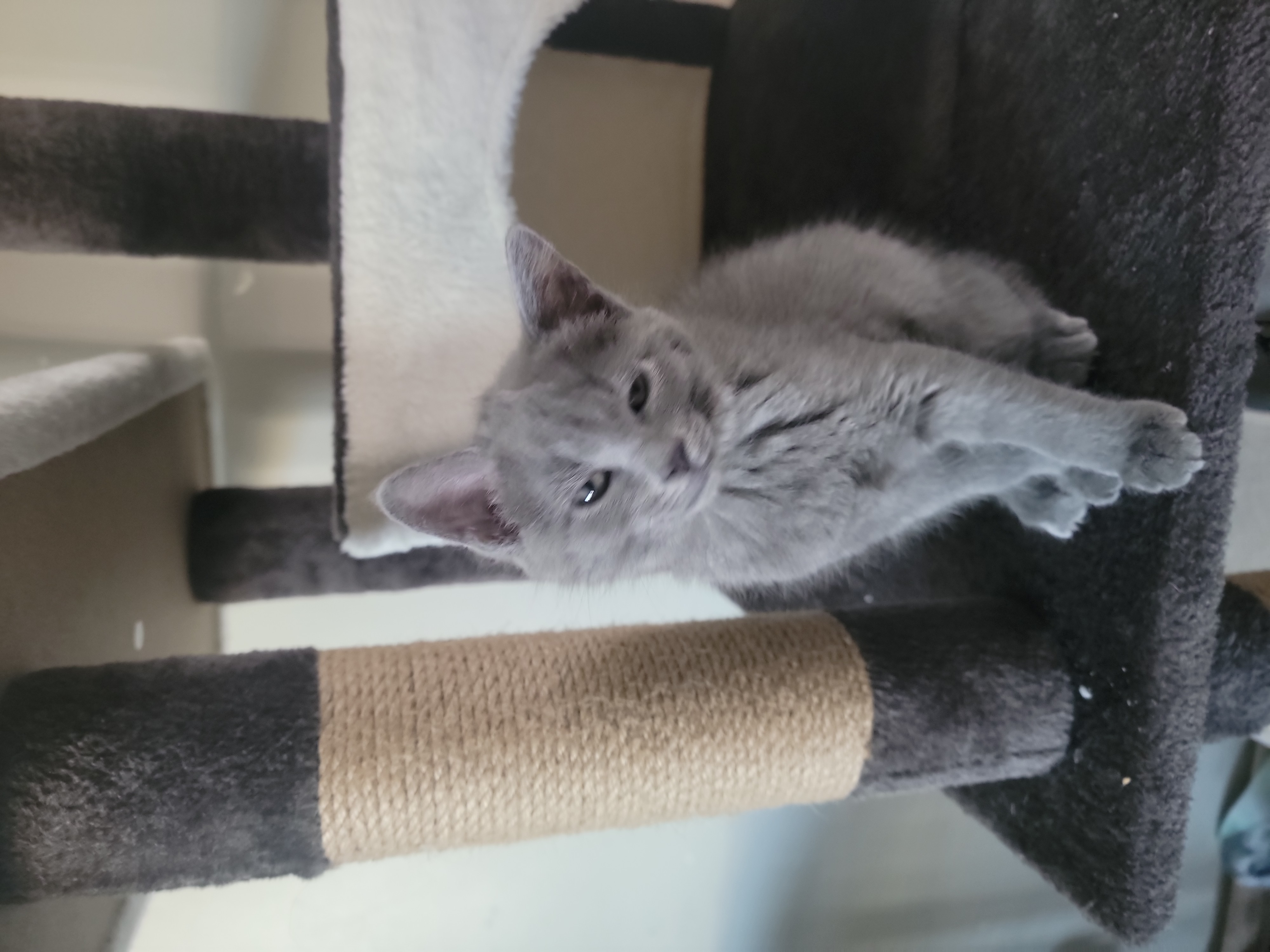 Picture of the Animal Listed