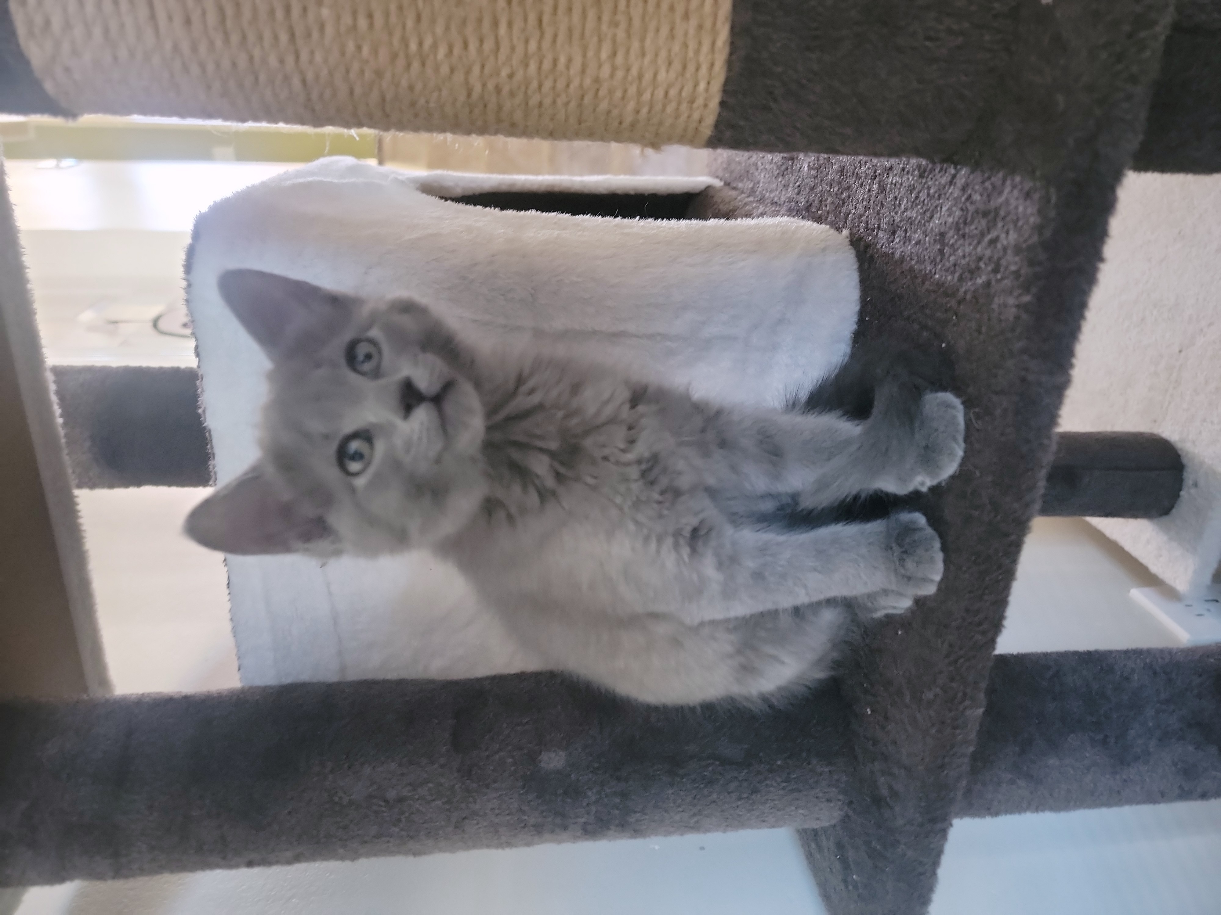 Picture of the Animal Listed