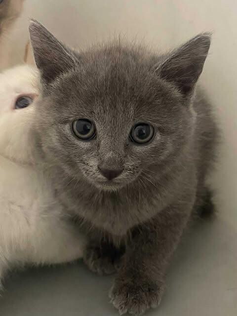 Picture of the Animal Listed