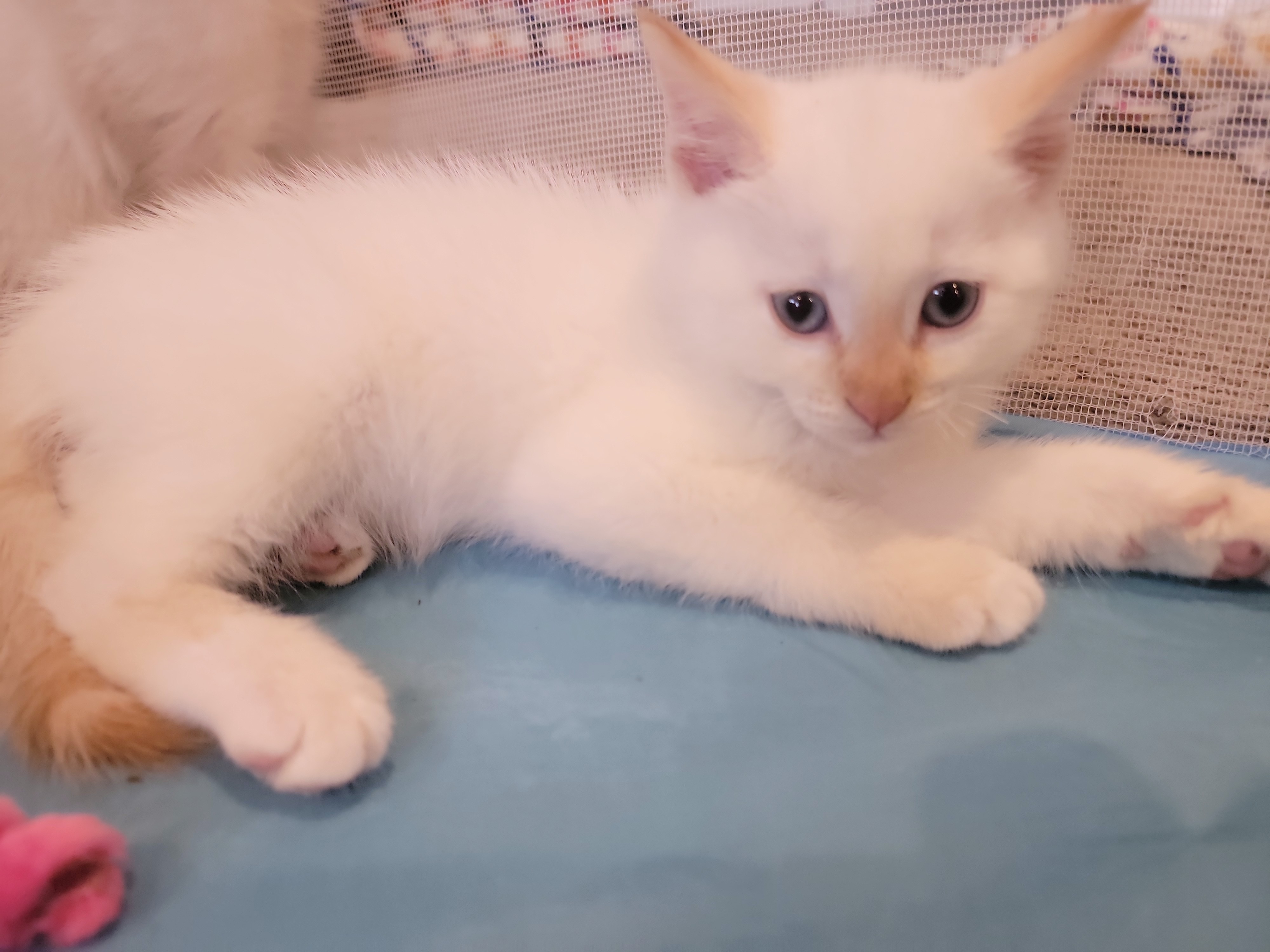 Picture of the Animal Listed