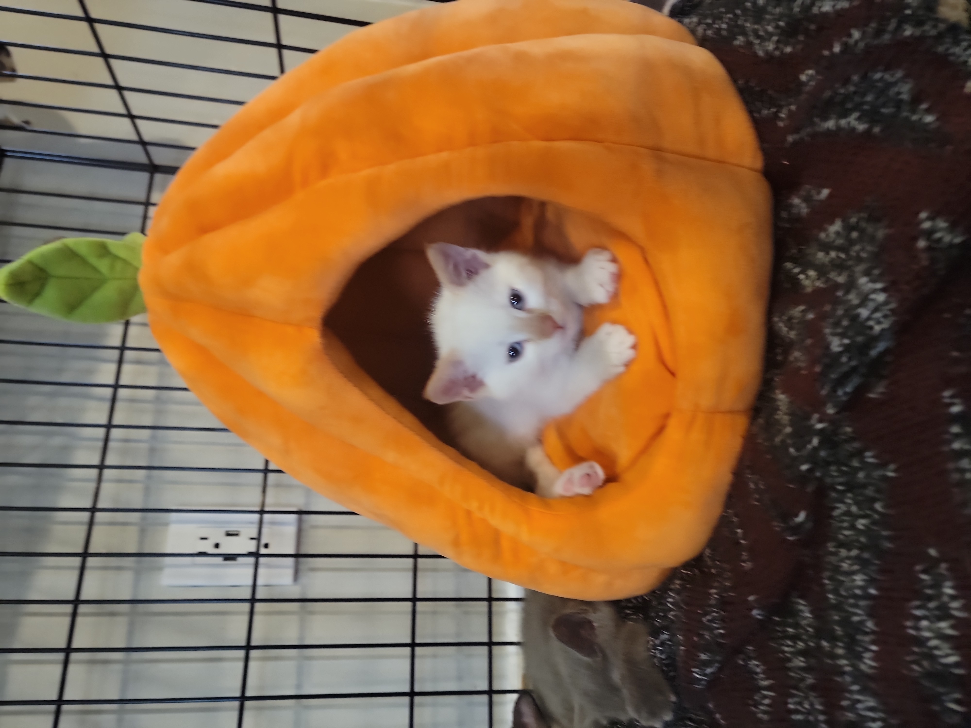 Picture of the Animal Listed