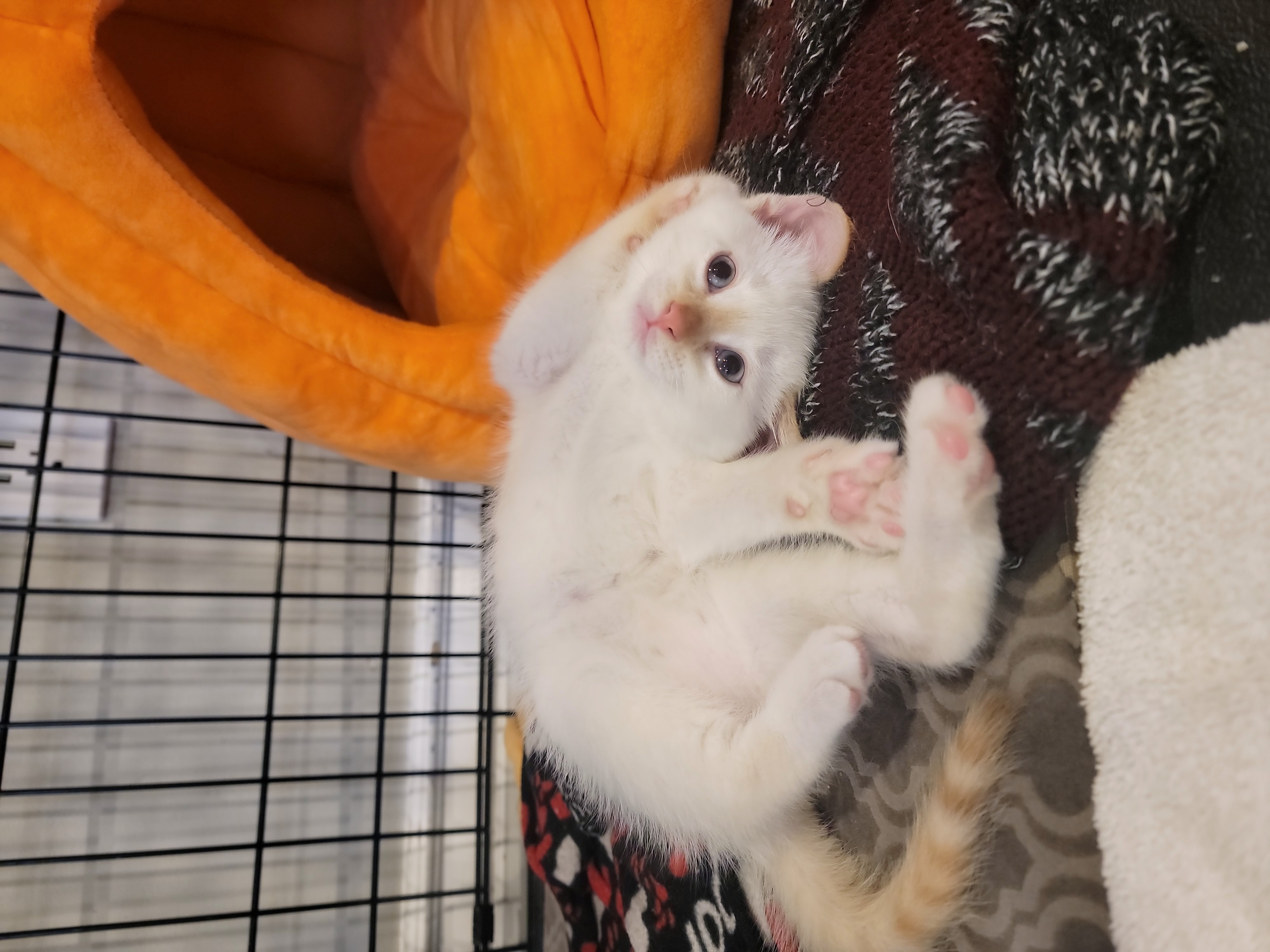 Picture of the Animal Listed