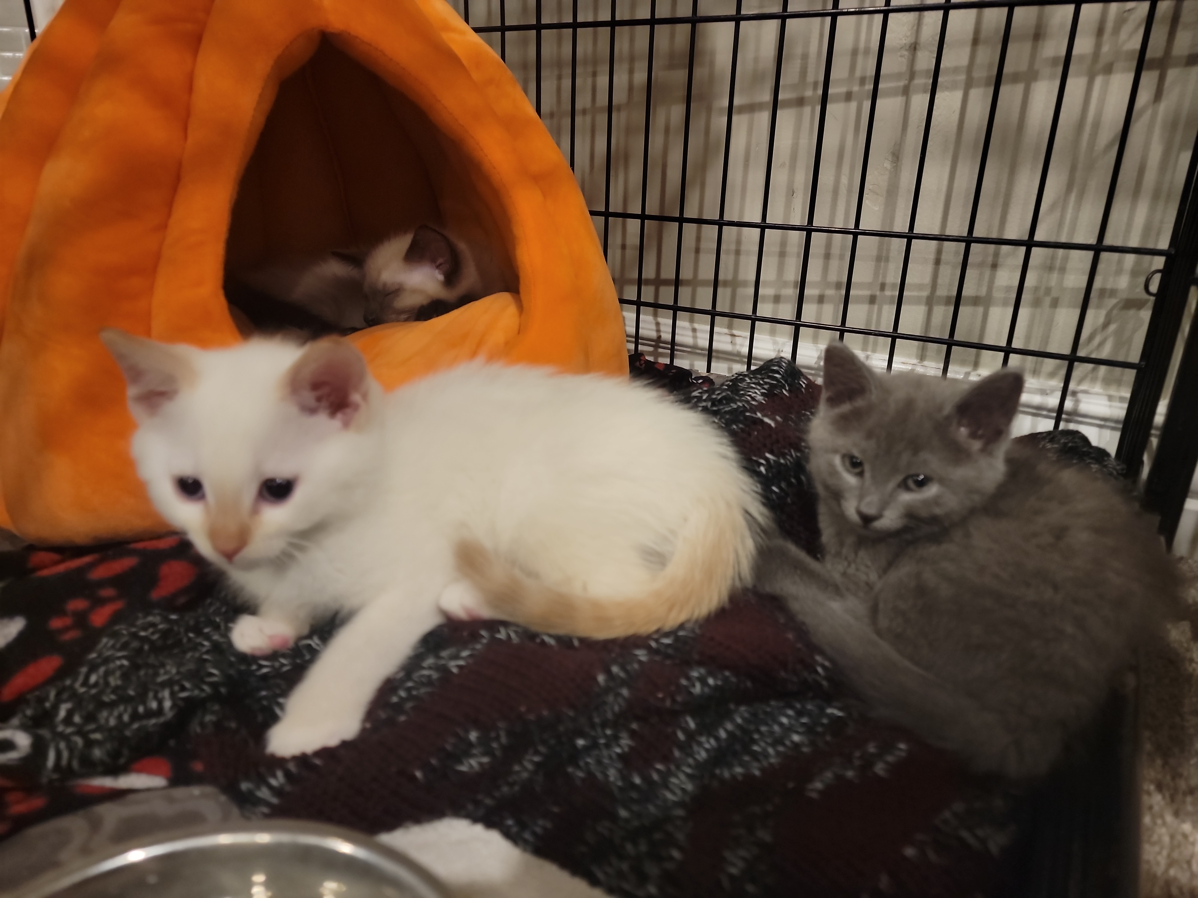 Picture of the Animal Listed