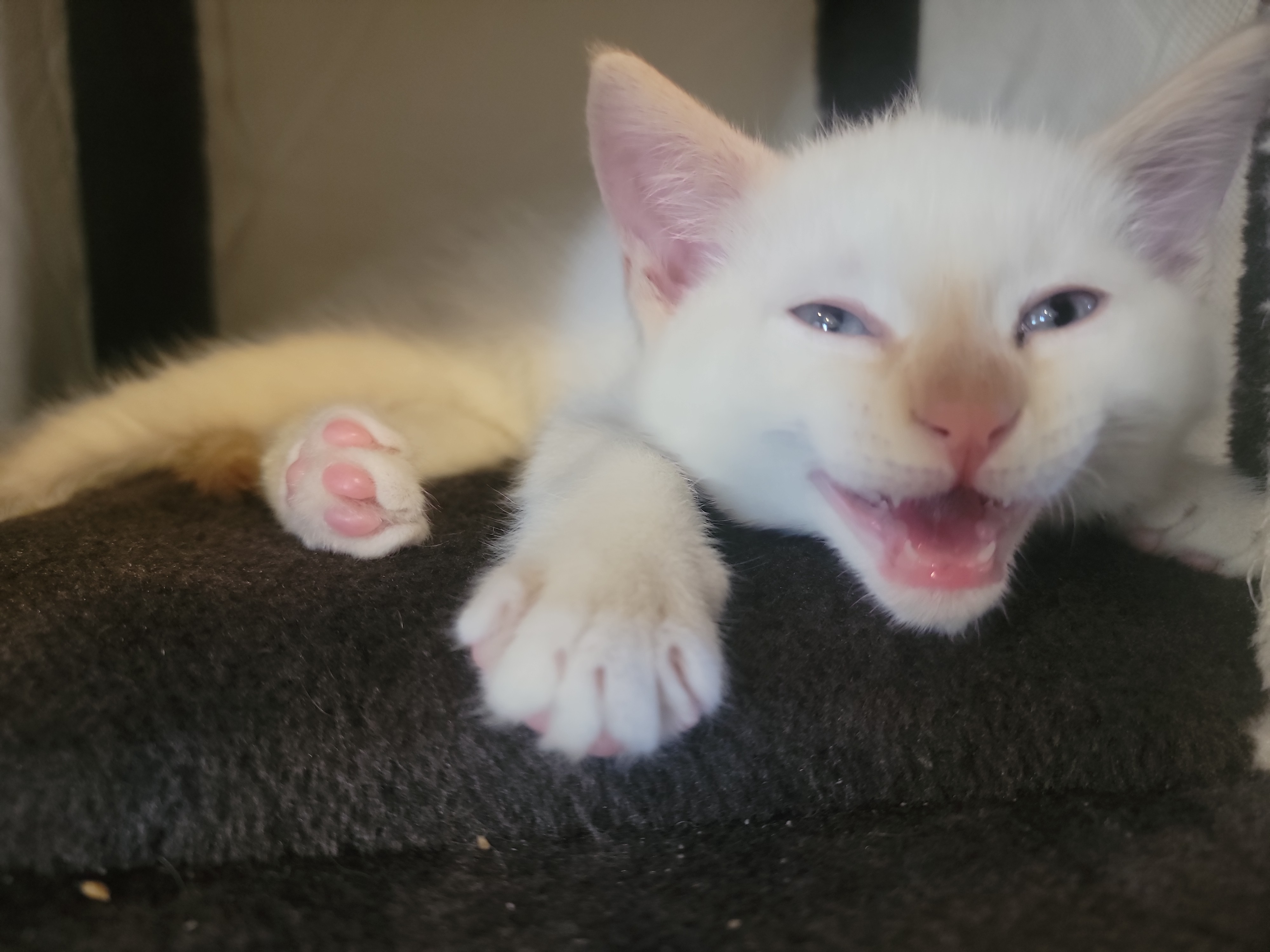 Picture of the Animal Listed