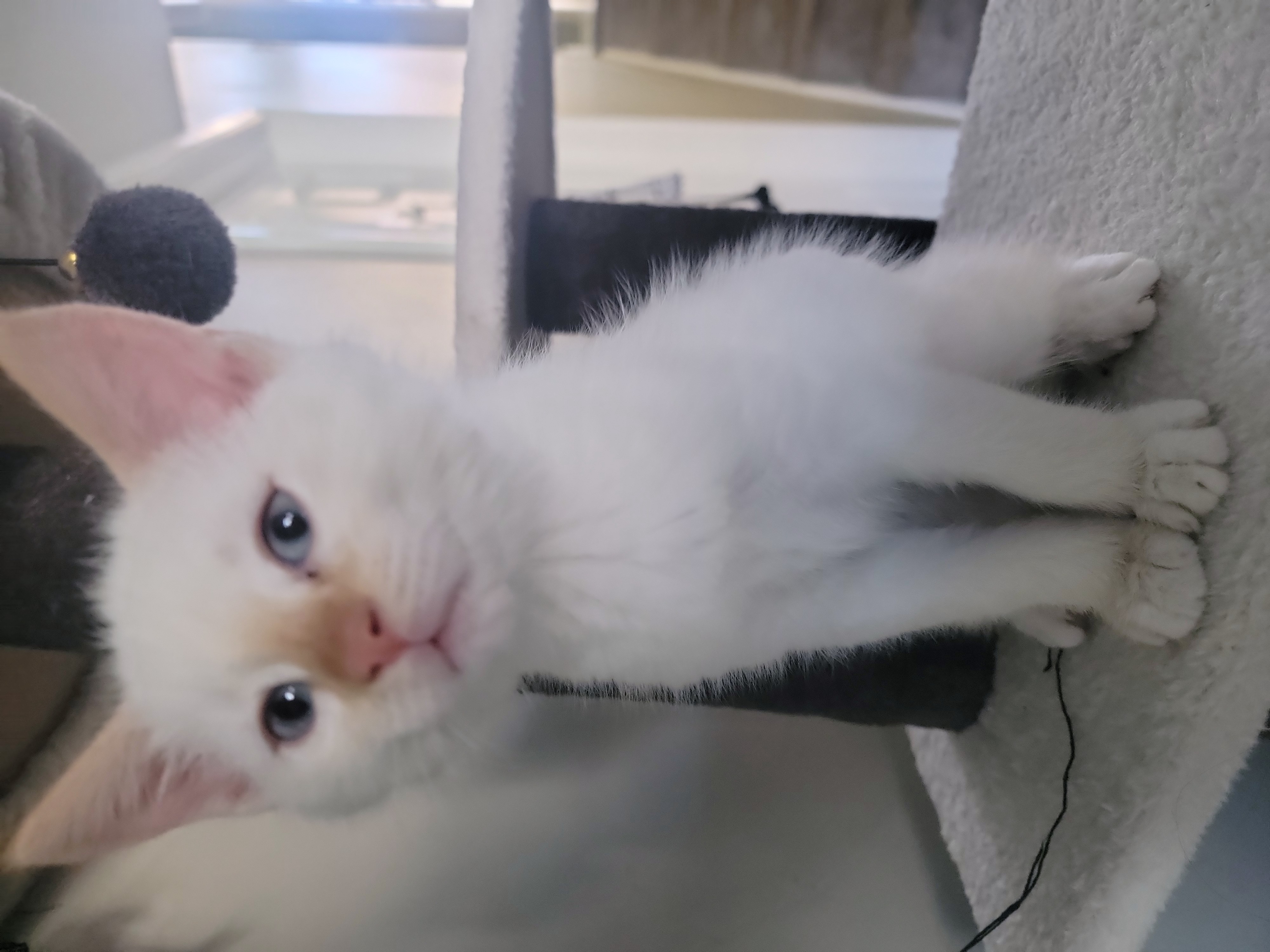 Picture of the Animal Listed