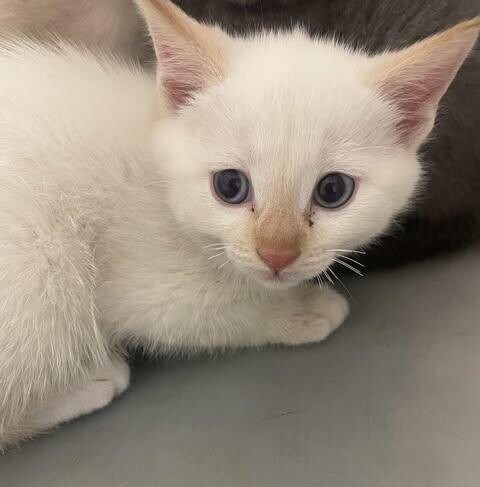 Picture of the Animal Listed