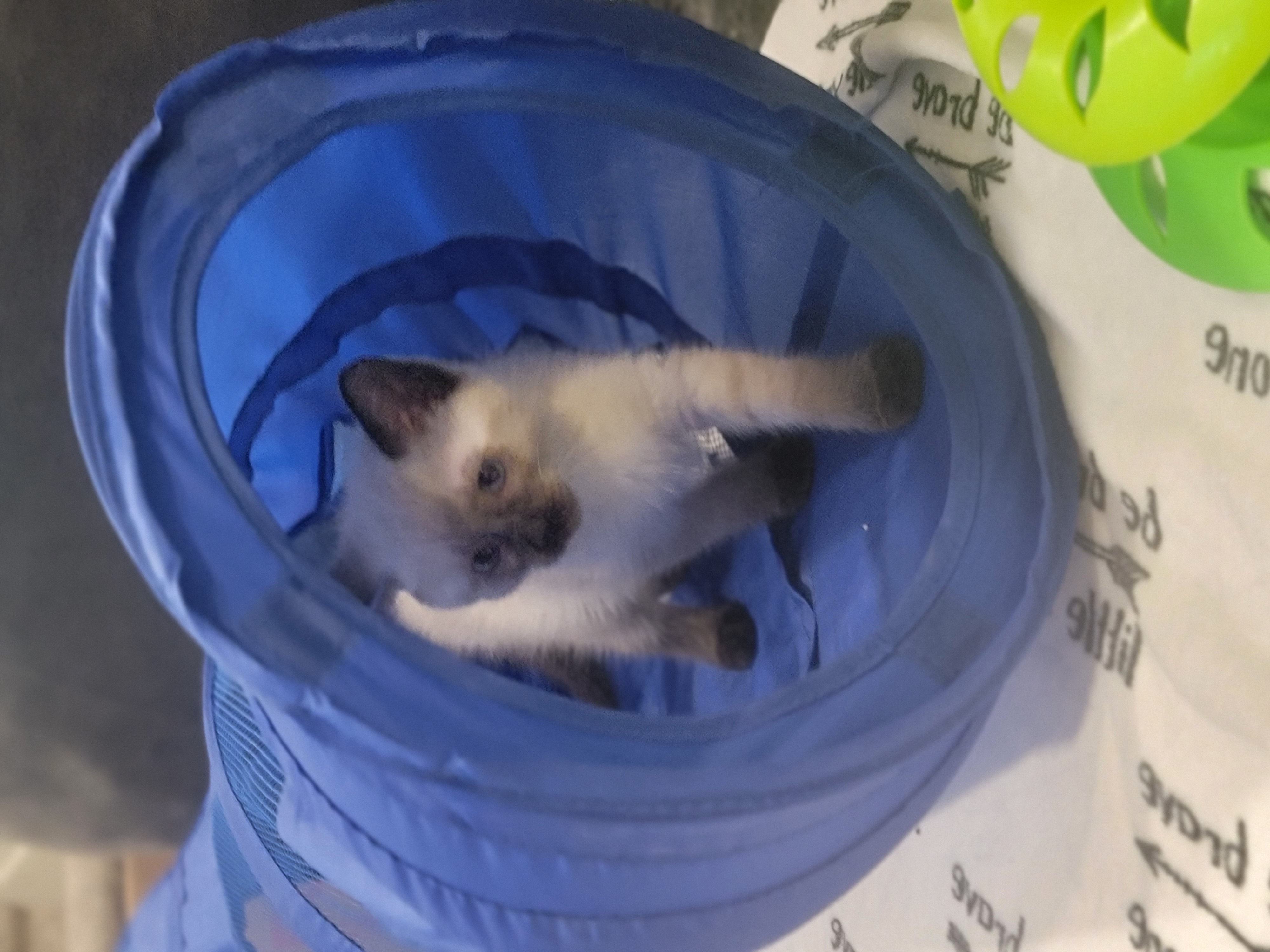 Picture of the Animal Listed