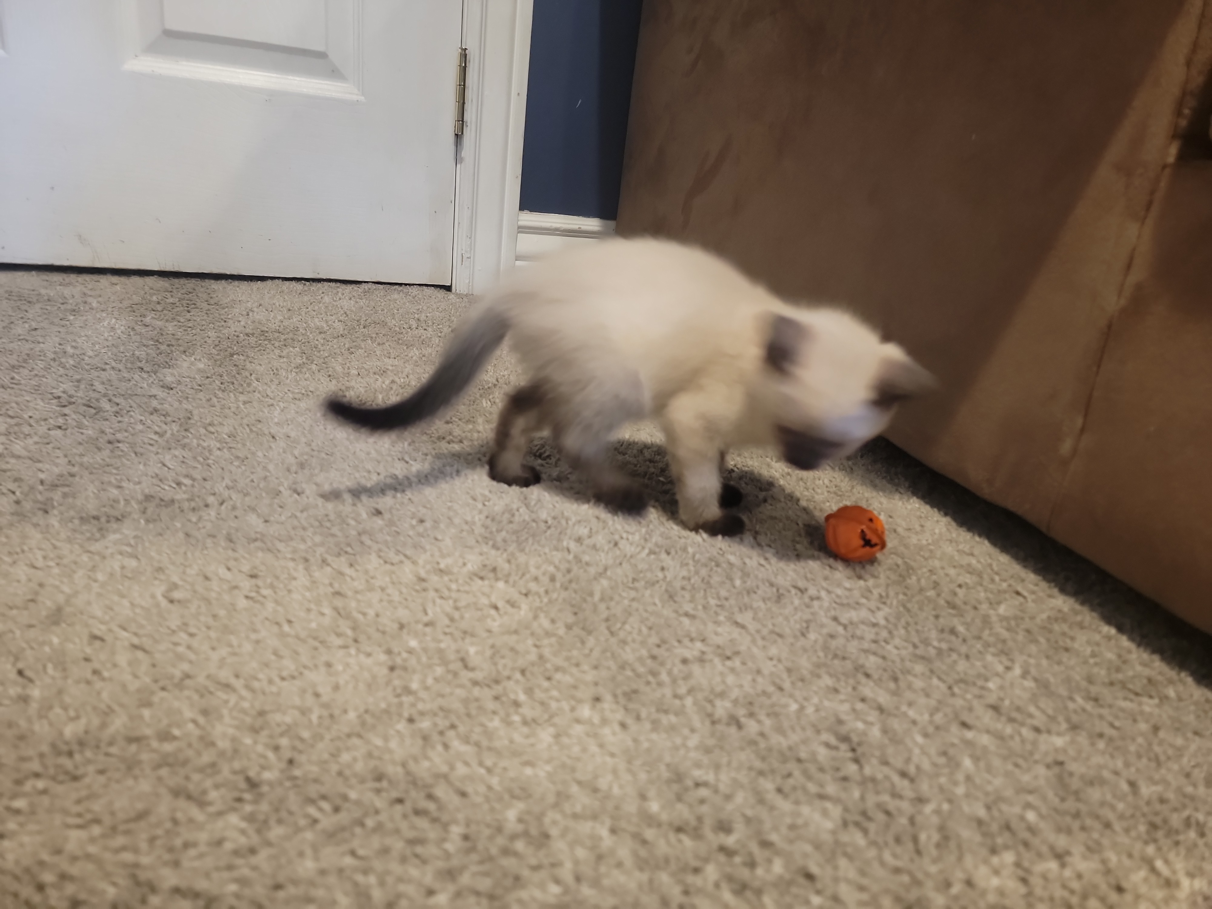 Picture of the Animal Listed