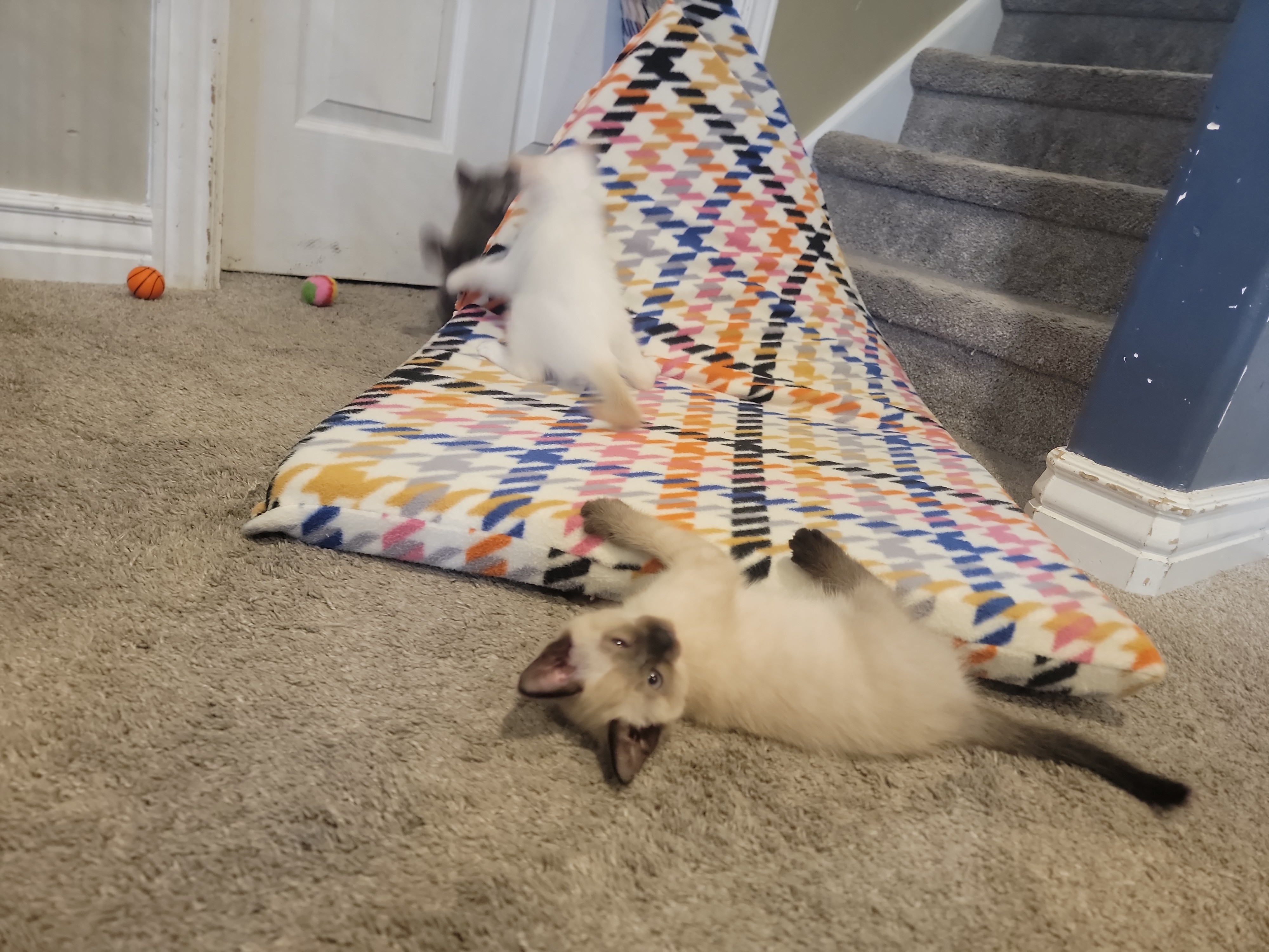 Picture of the Animal Listed