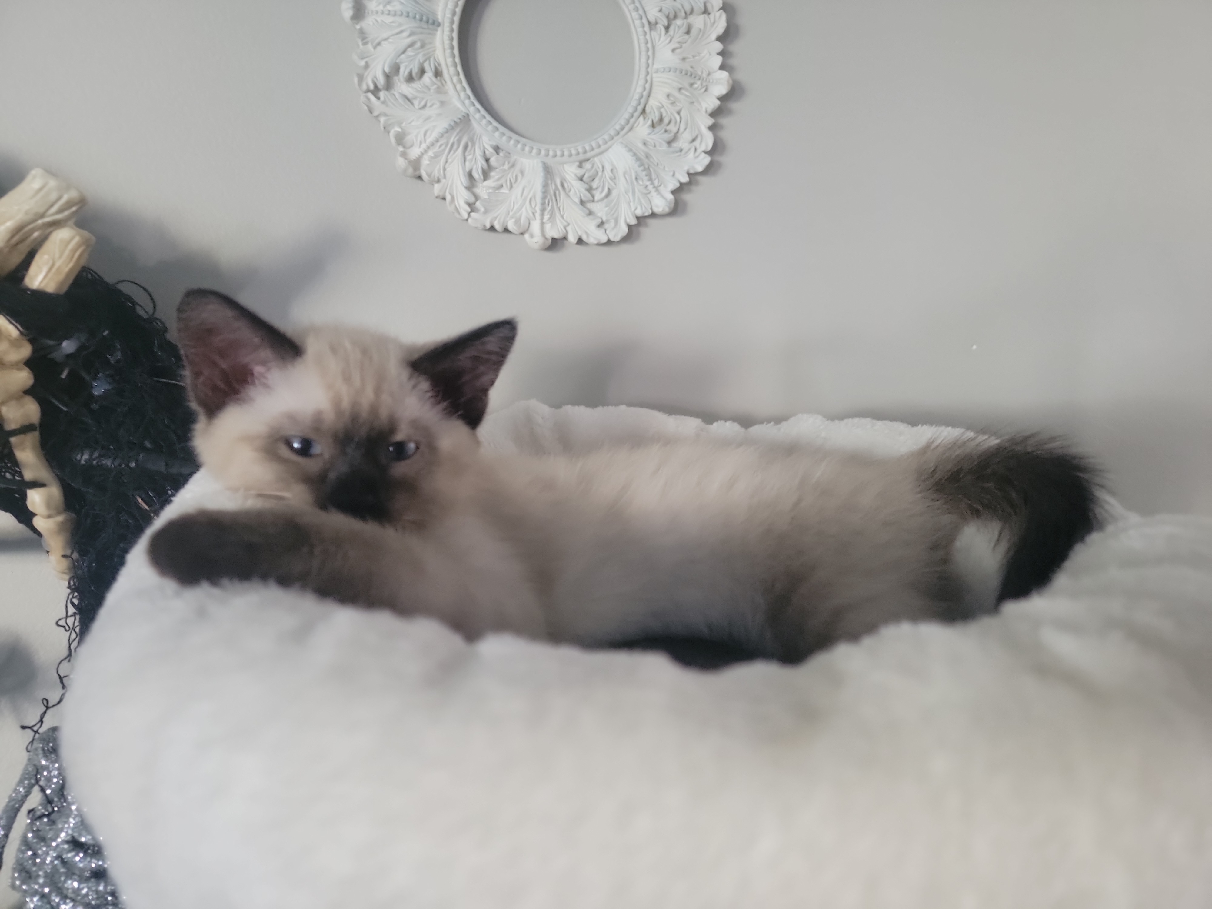 Picture of the Animal Listed