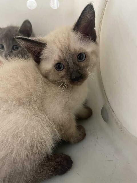 Picture of the Animal Listed