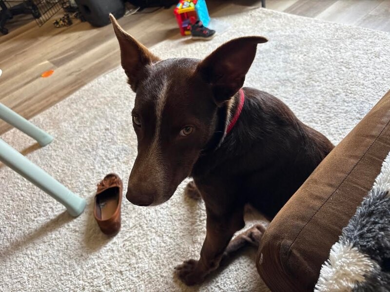 Picture of the Animal Listed