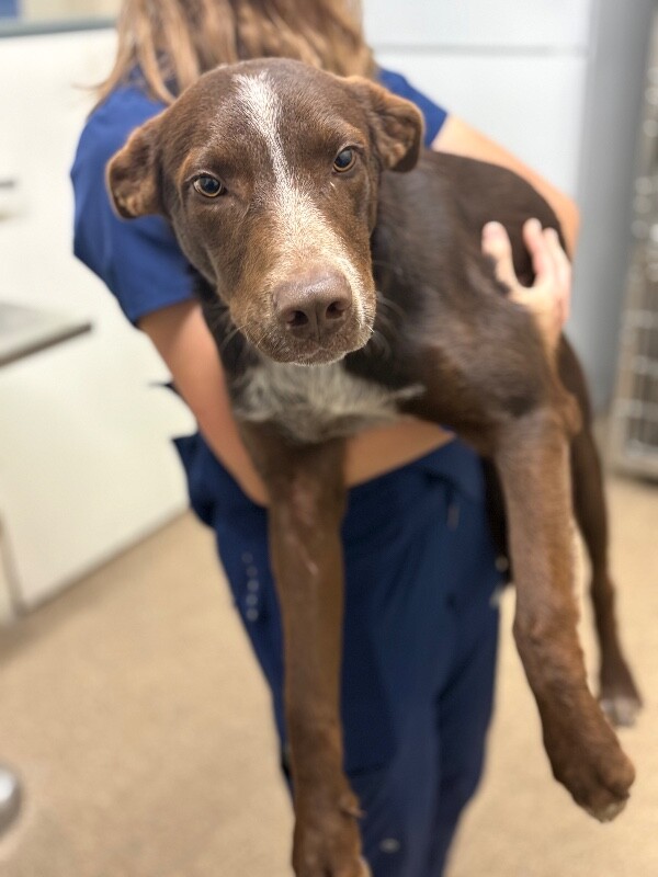 Picture of the Animal Listed