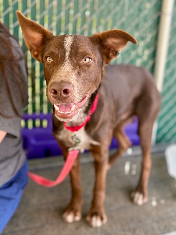 Picture of the Animal Listed