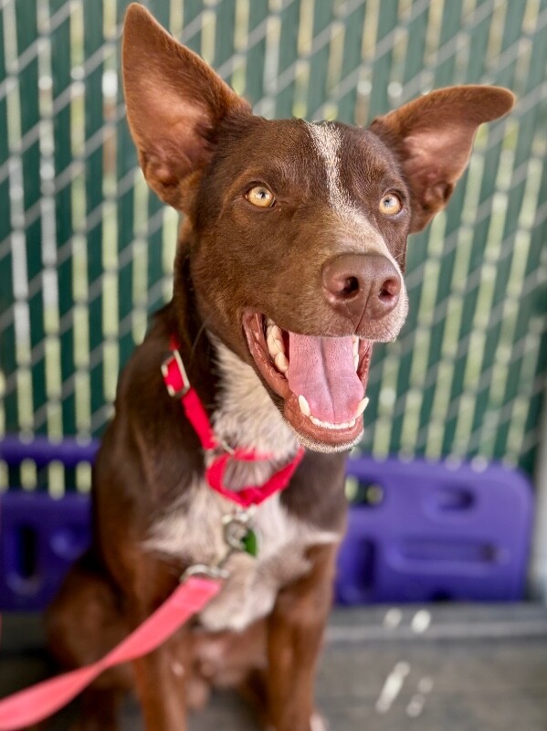 Picture of the Animal Listed