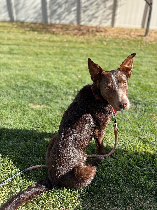 Picture of the Animal Listed