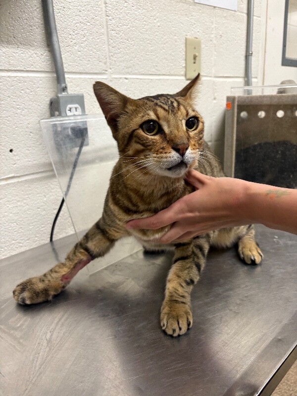 Picture of the Animal Listed