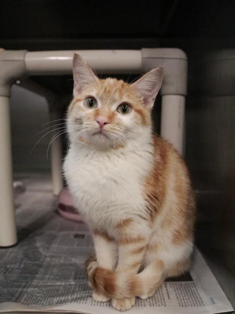 Picture of the Animal Listed