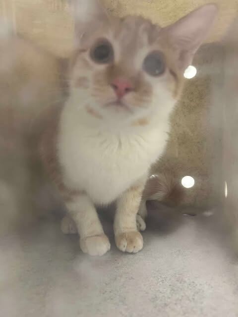 Picture of the Animal Listed