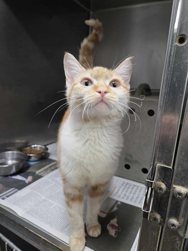 Picture of the Animal Listed