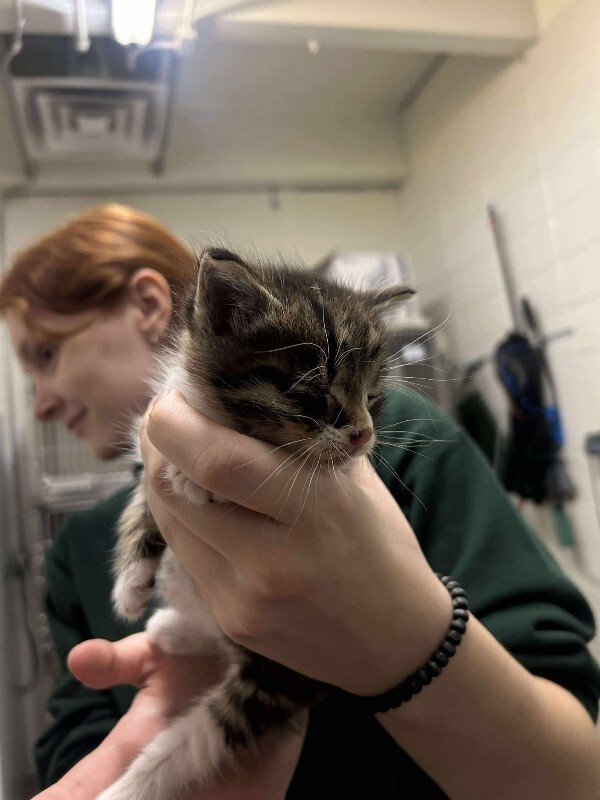 Picture of the Animal Listed