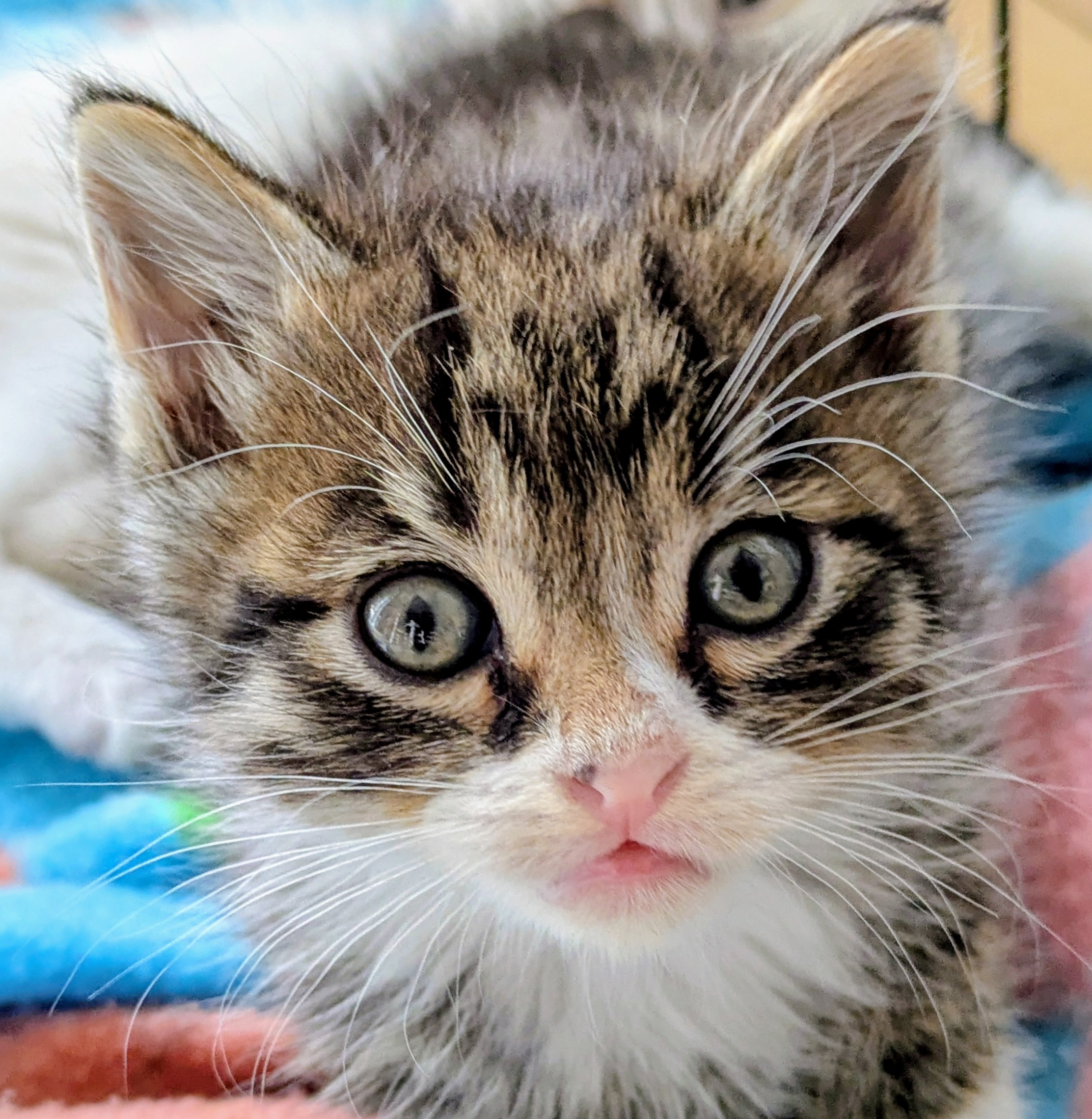 Picture of the Animal Listed