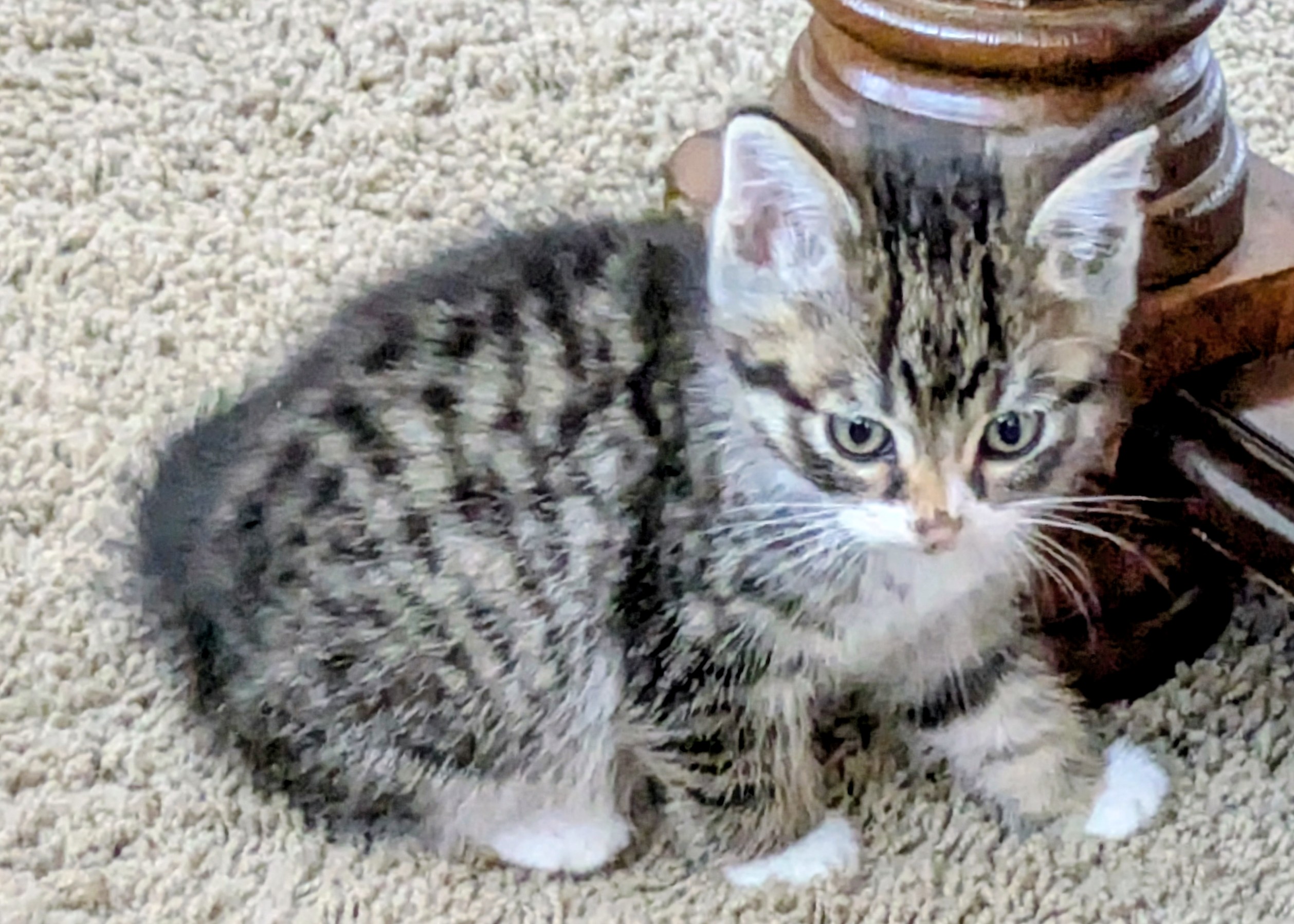 Picture of the Animal Listed