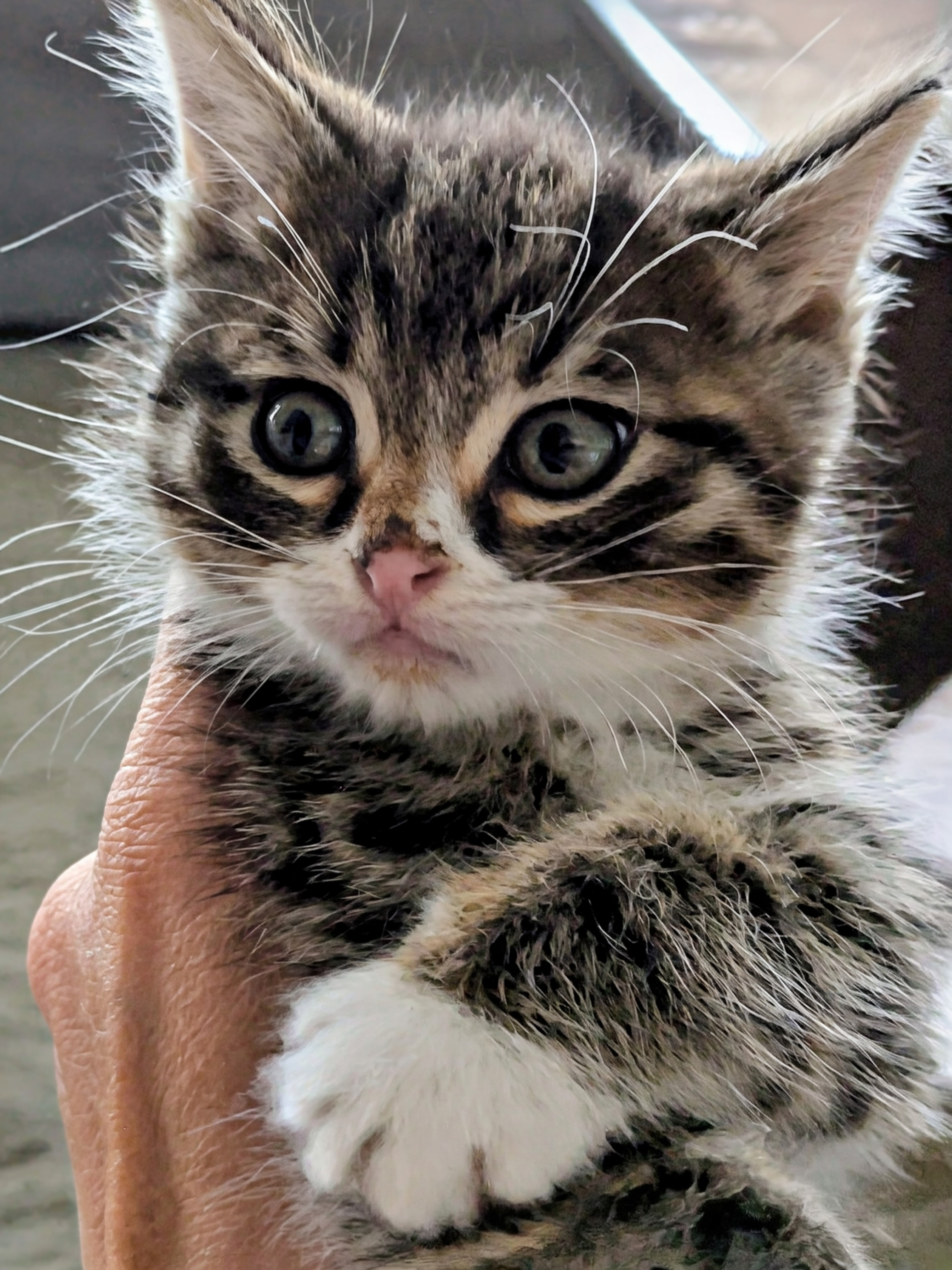 Picture of the Animal Listed