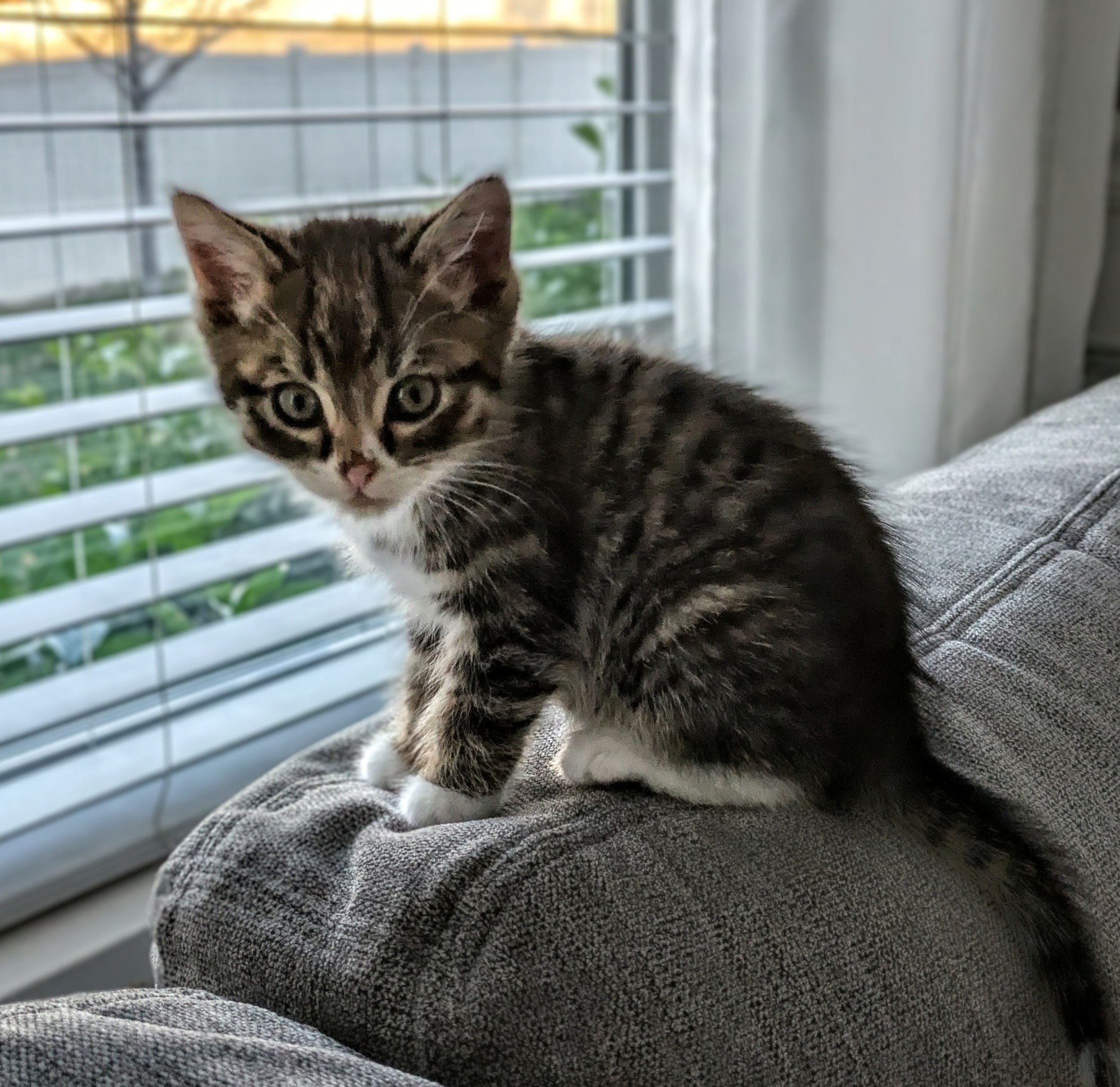 Picture of the Animal Listed