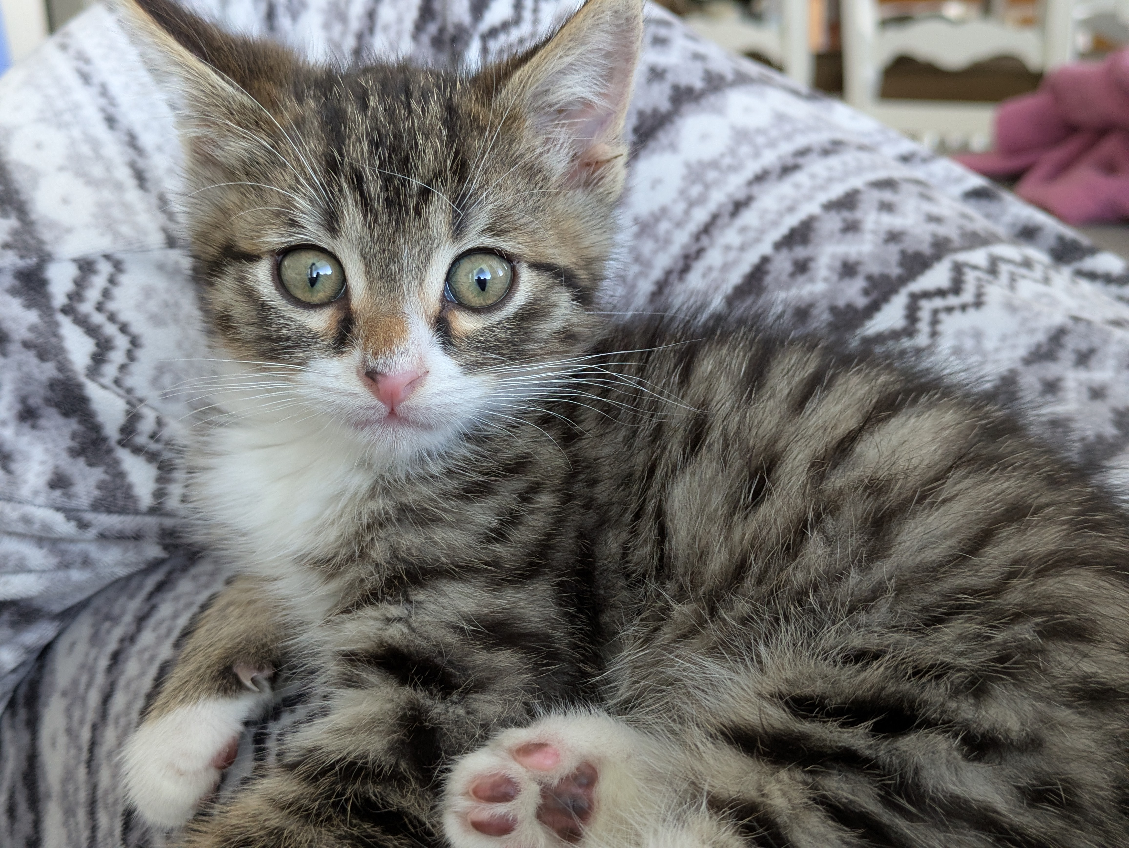 Picture of the Animal Listed