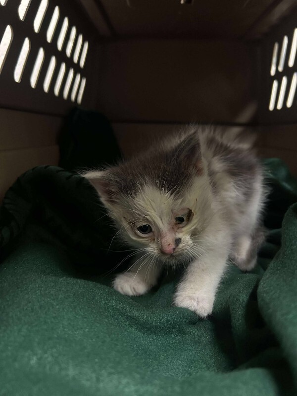 Picture of the Animal Listed