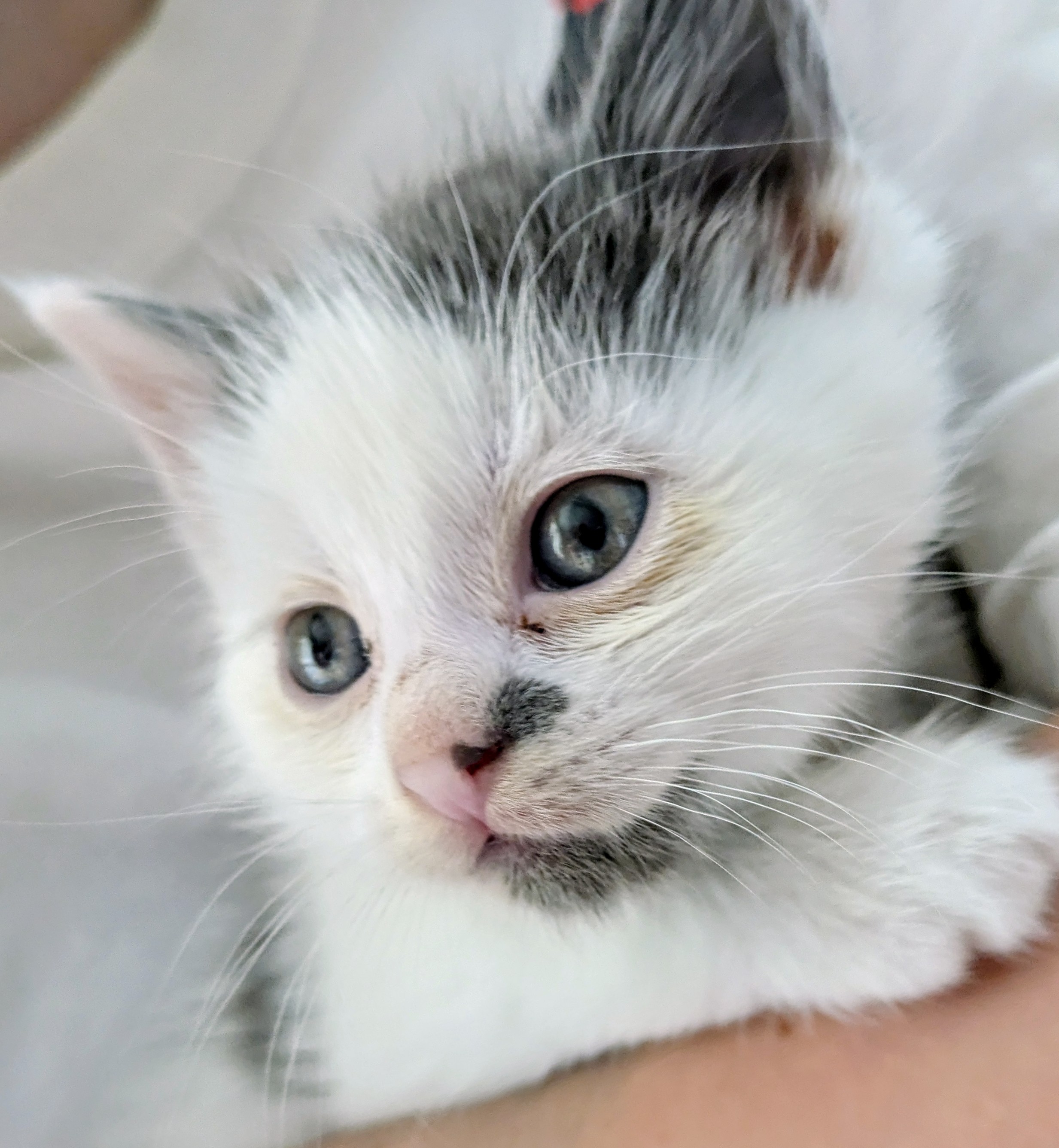 Picture of the Animal Listed