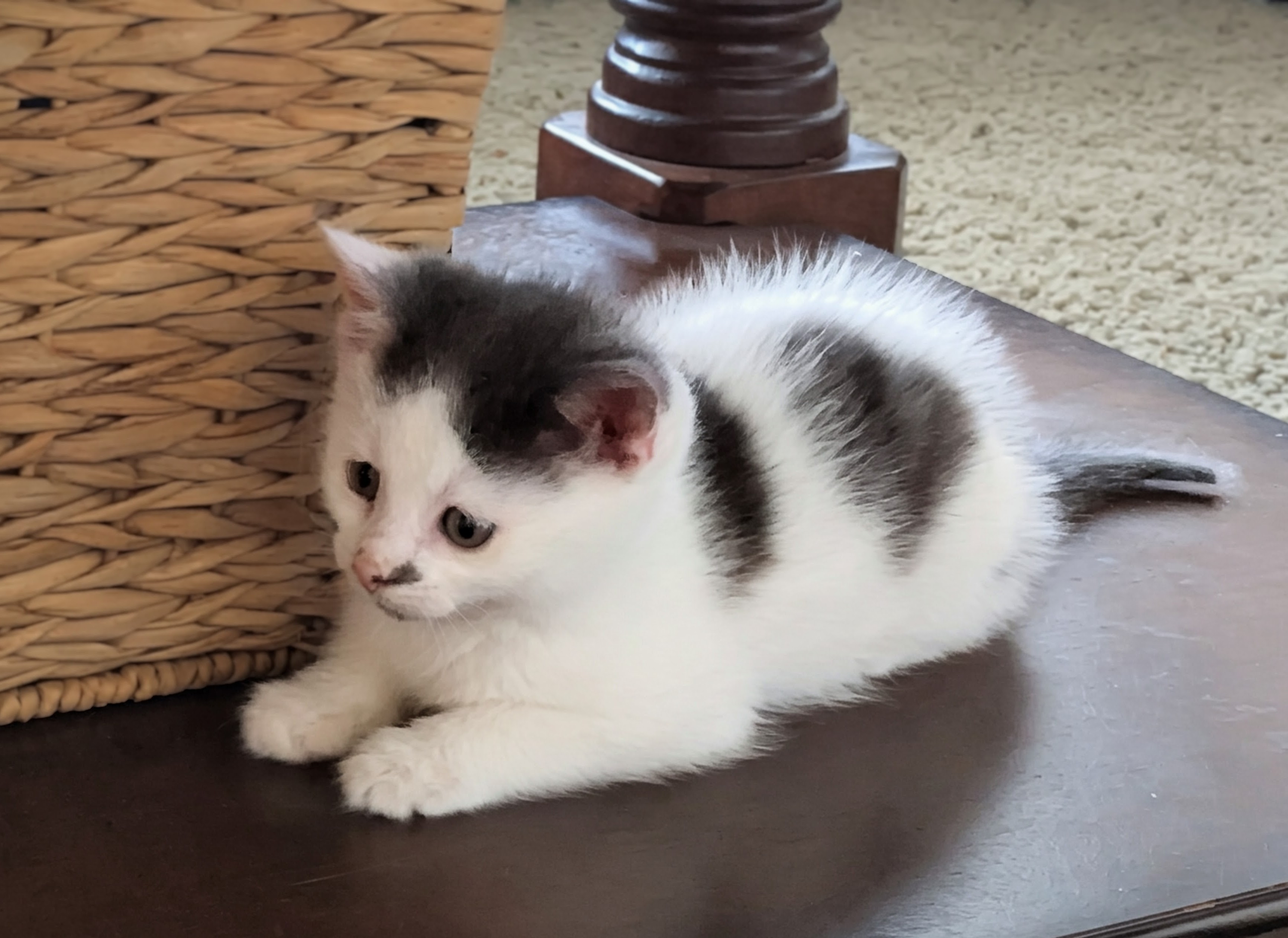 Picture of the Animal Listed