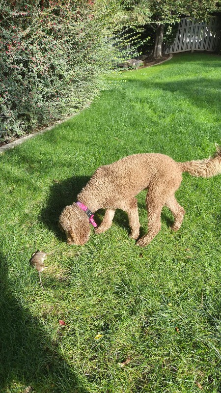 Picture of the Animal Listed