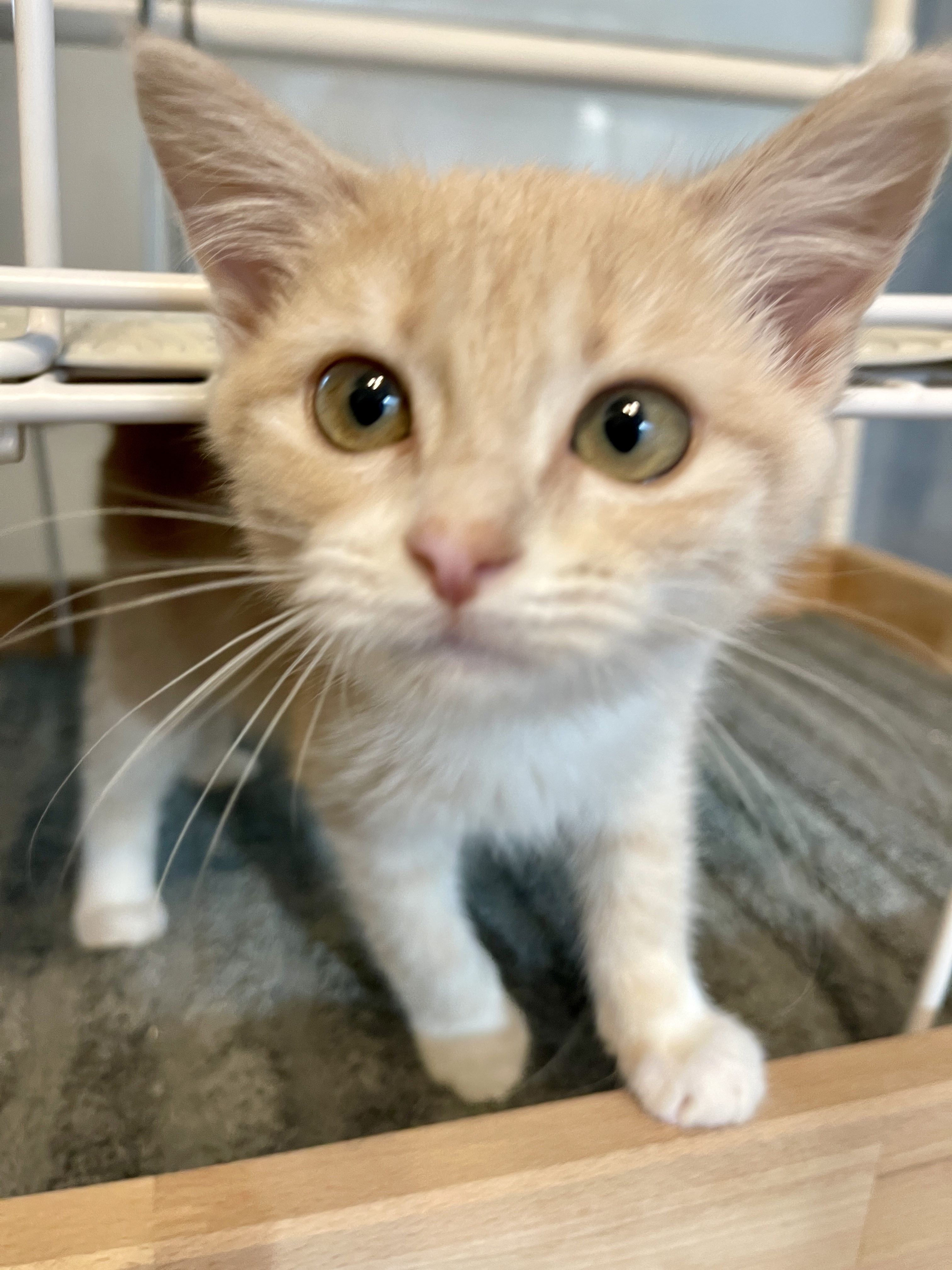 Picture of the Animal Listed