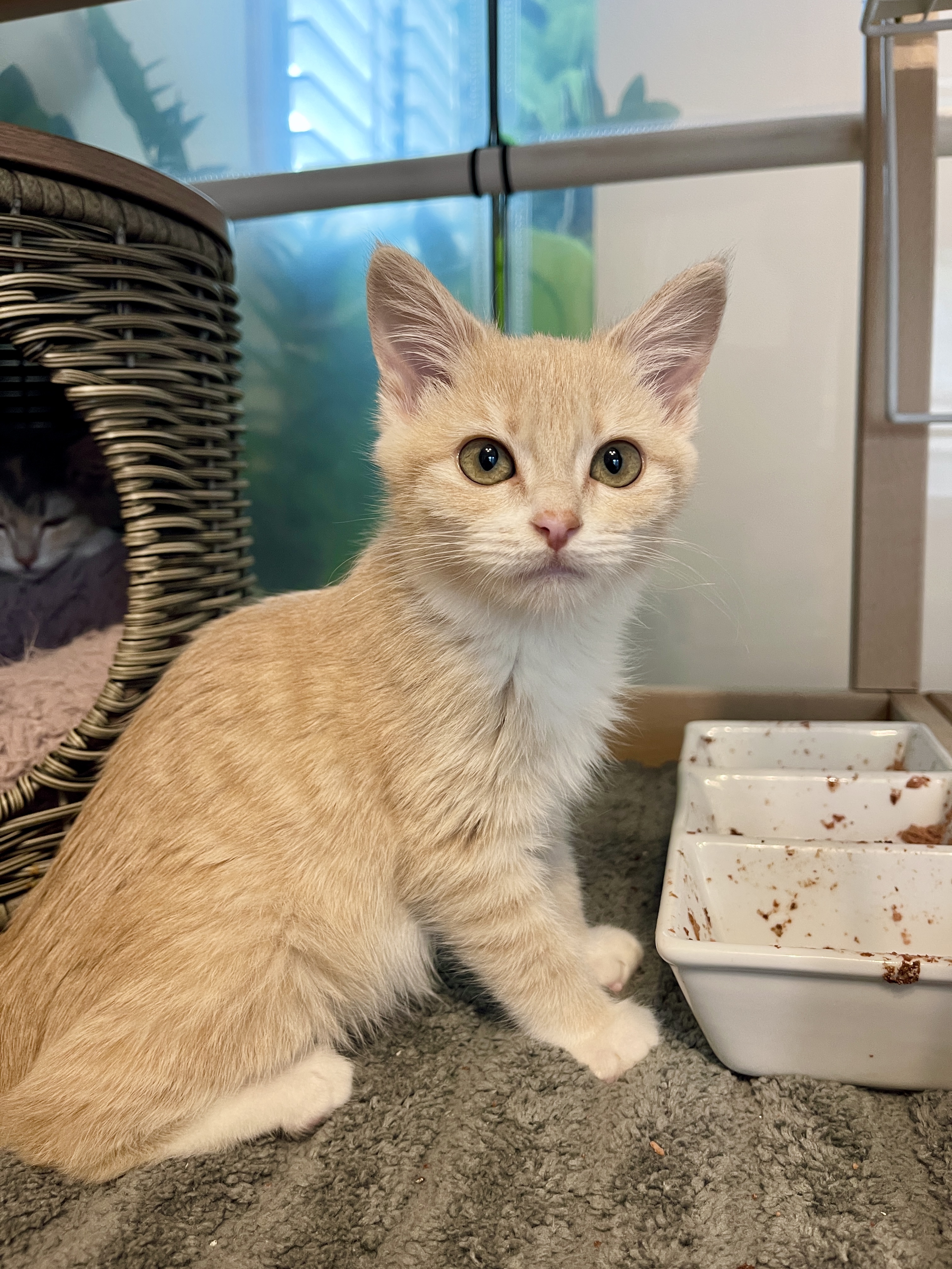 Picture of the Animal Listed