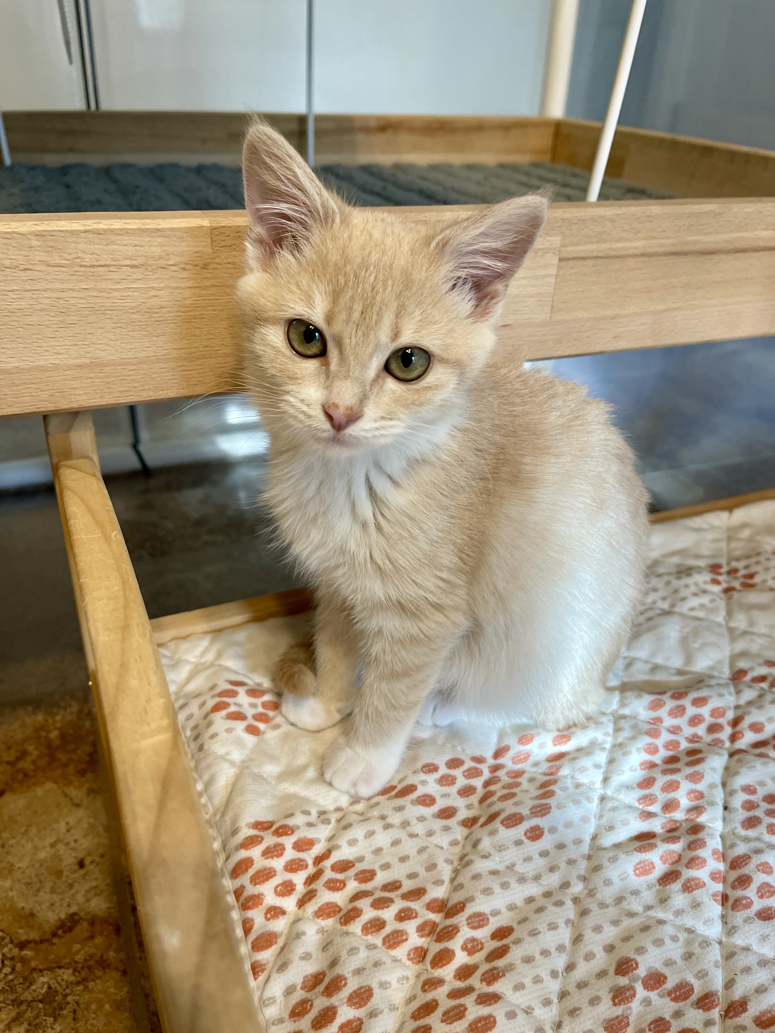 Picture of the Animal Listed