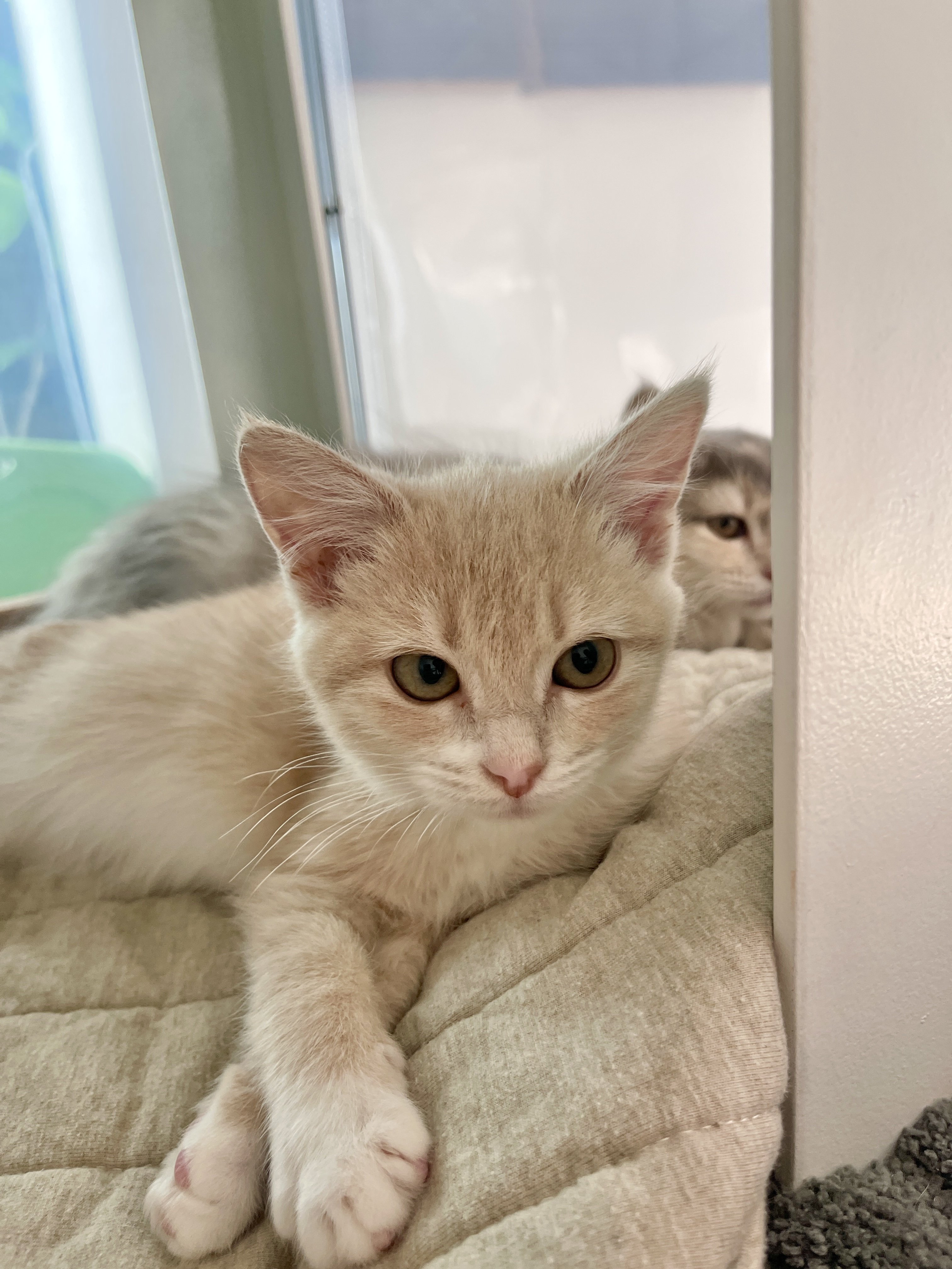 Picture of the Animal Listed