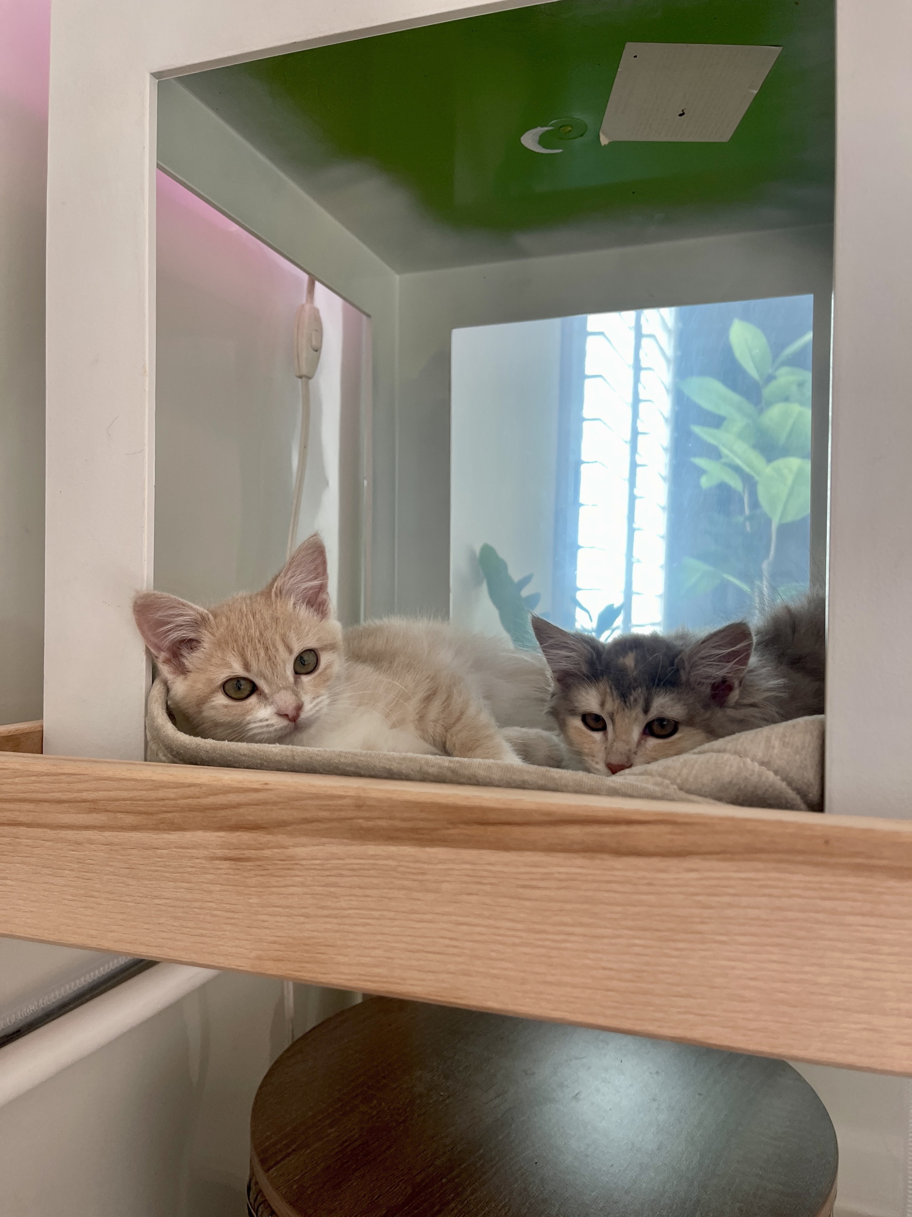 Picture of the Animal Listed