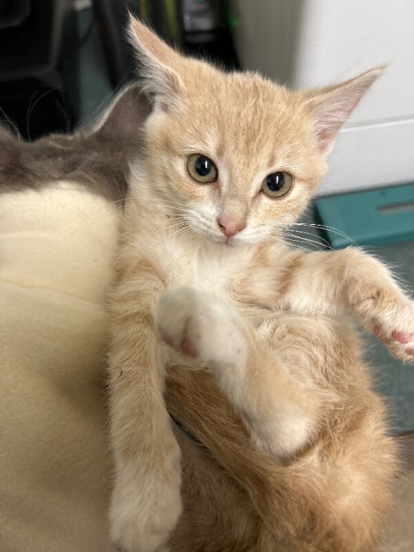 Picture of the Animal Listed