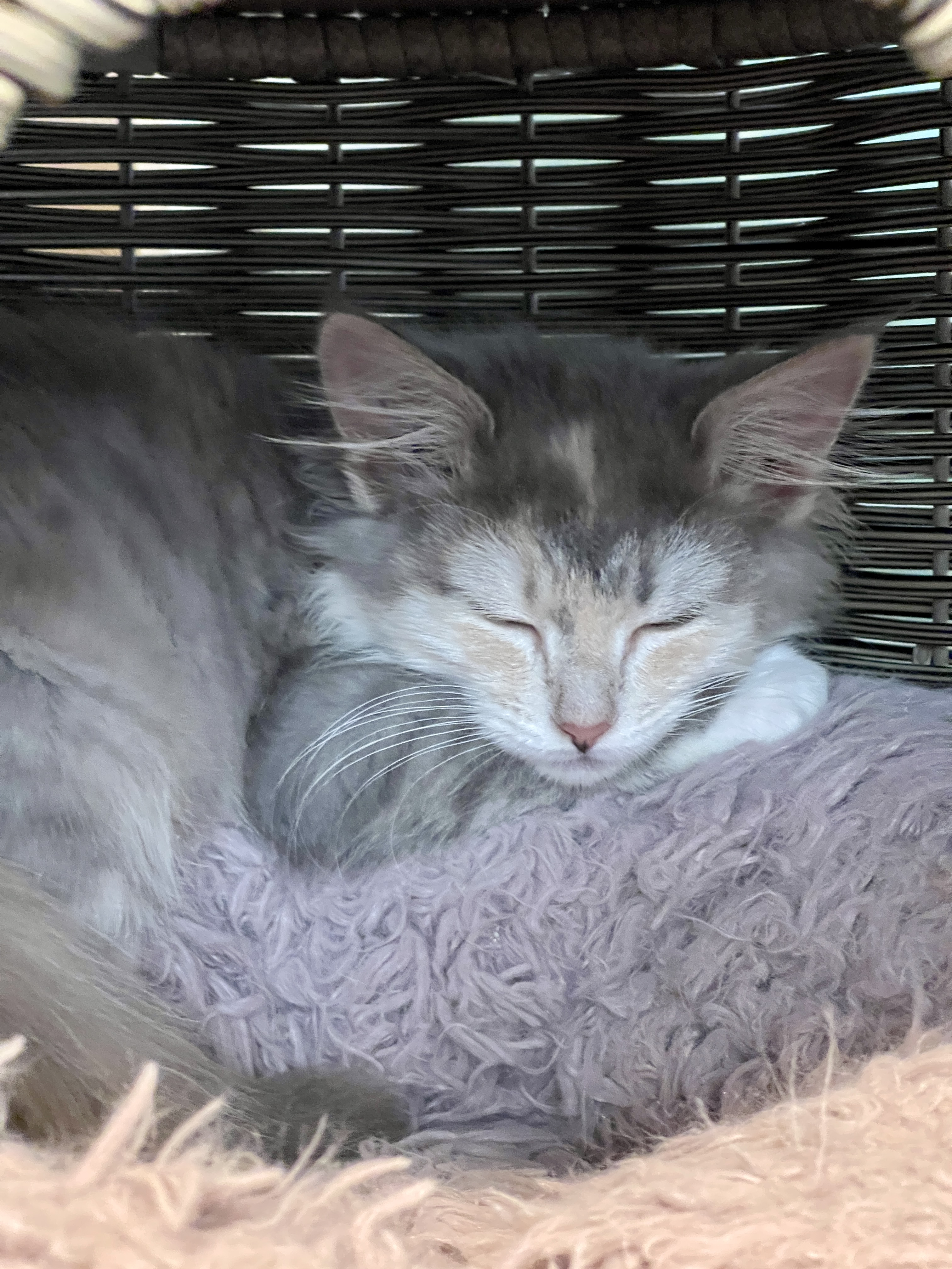 Picture of the Animal Listed