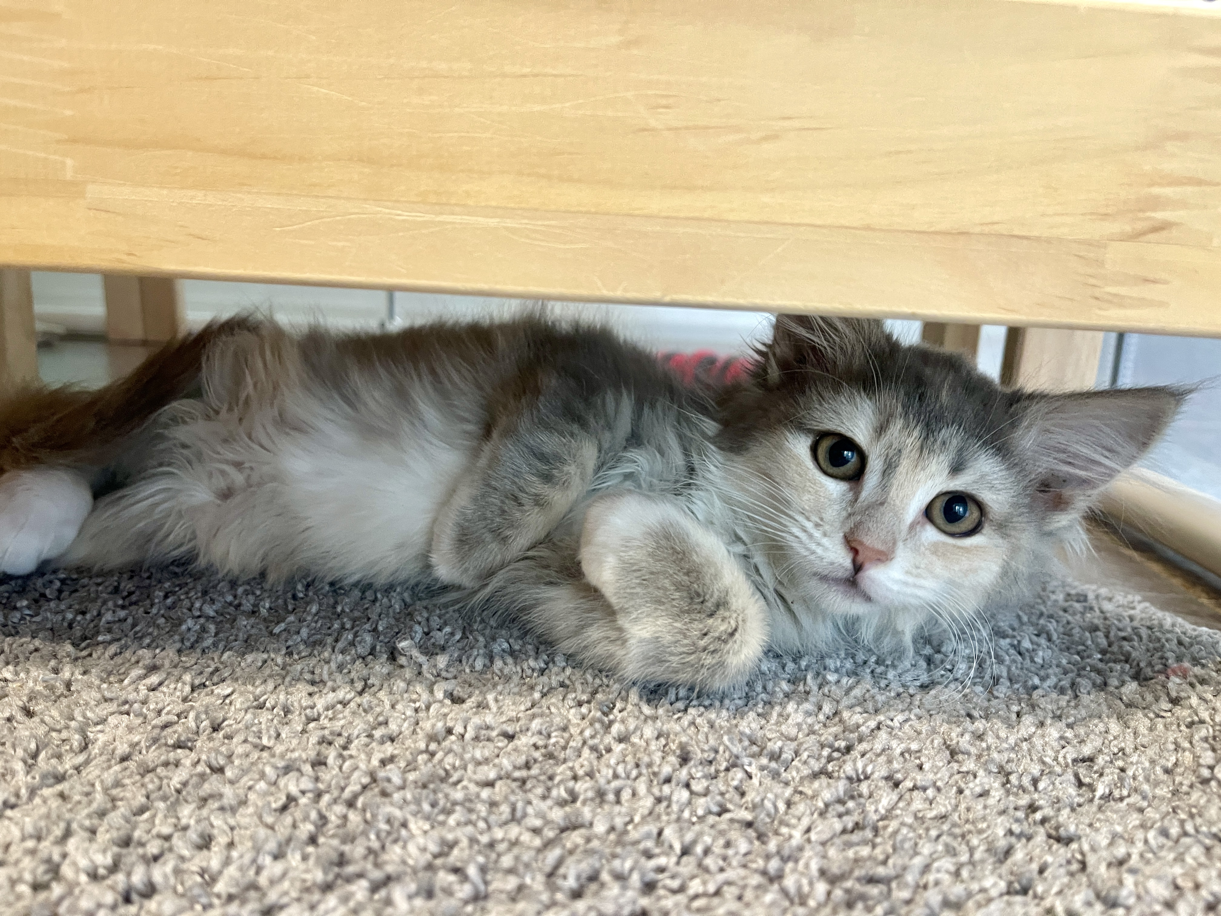 Picture of the Animal Listed