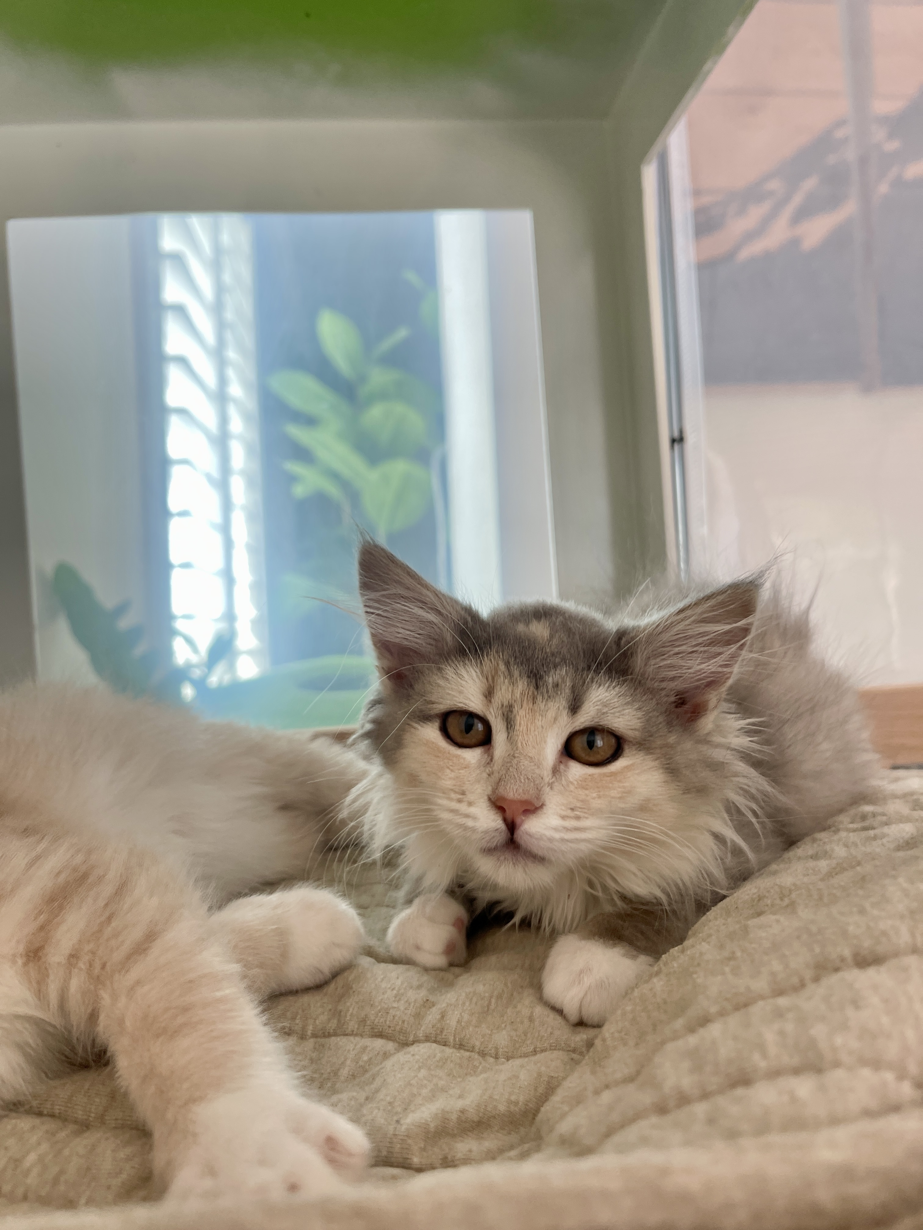 Picture of the Animal Listed