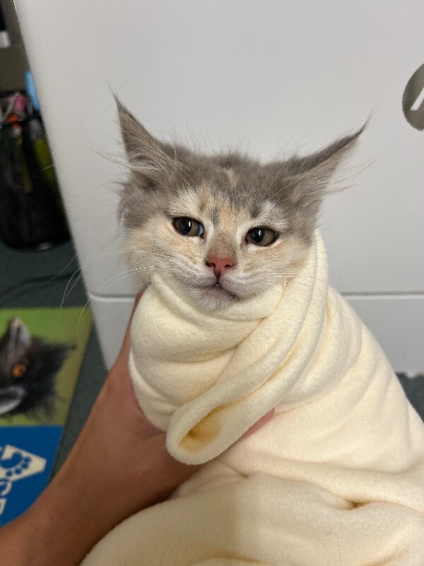 Picture of the Animal Listed