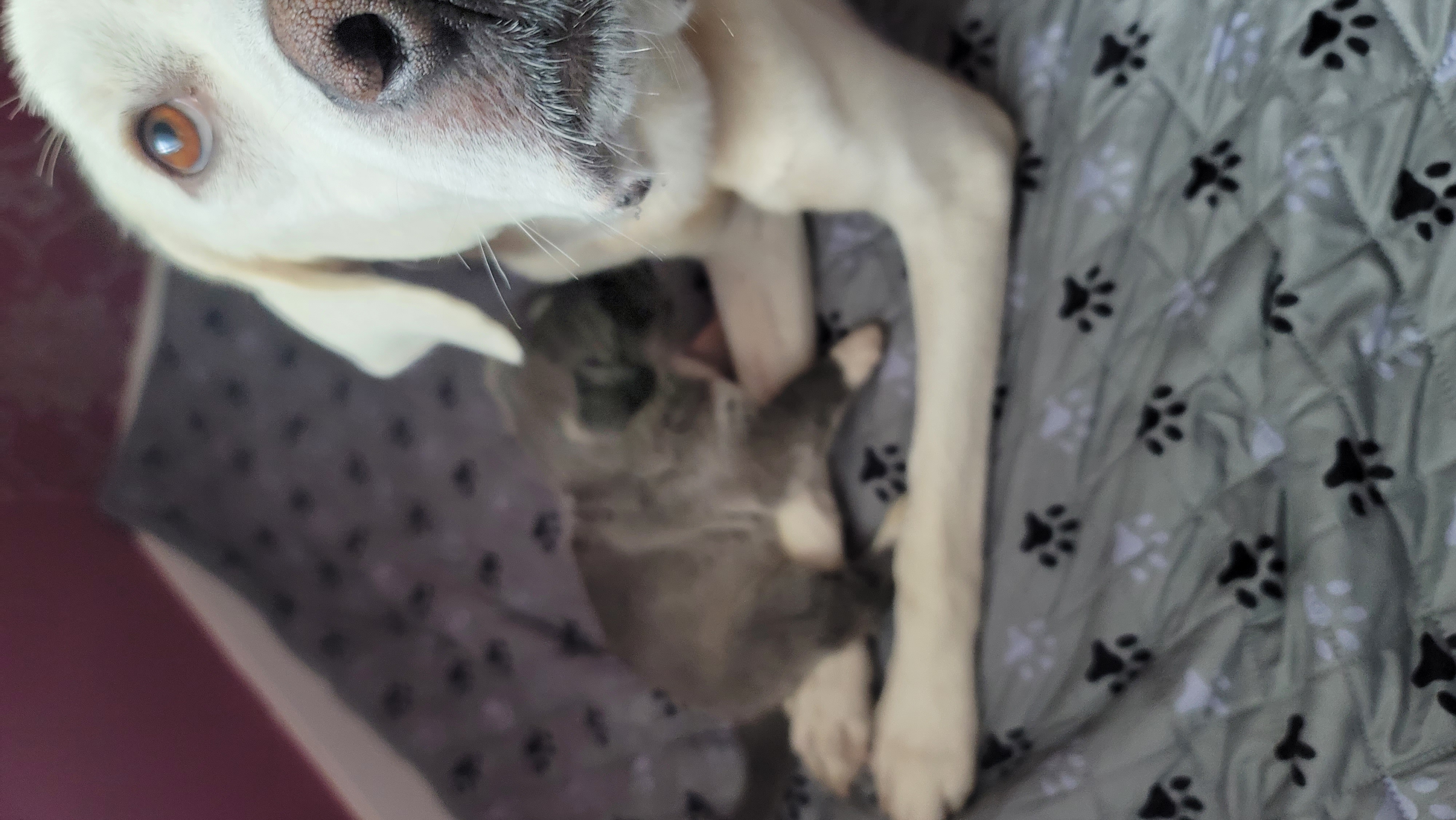 Picture of the Animal Listed