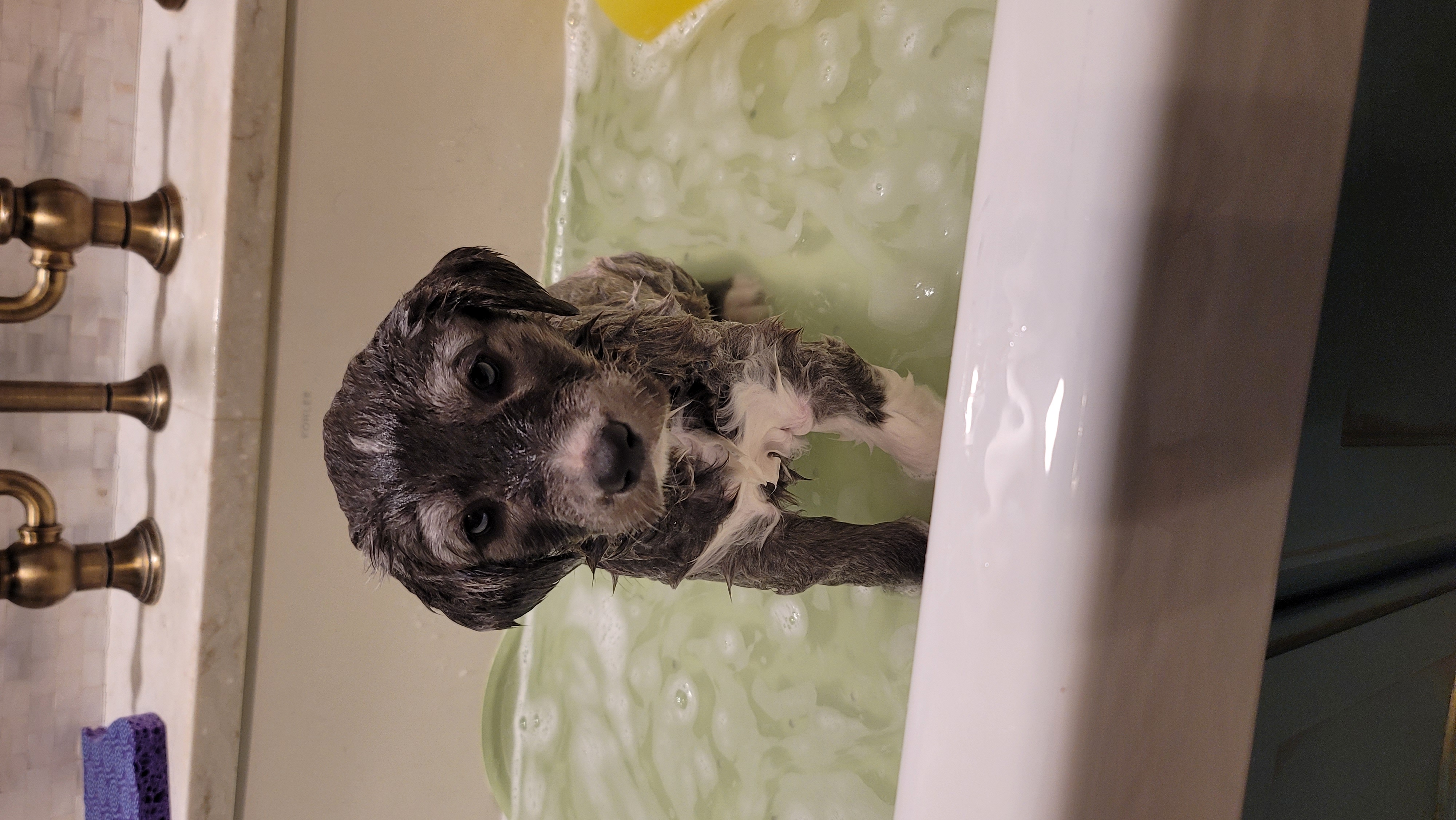 Picture of the Animal Listed