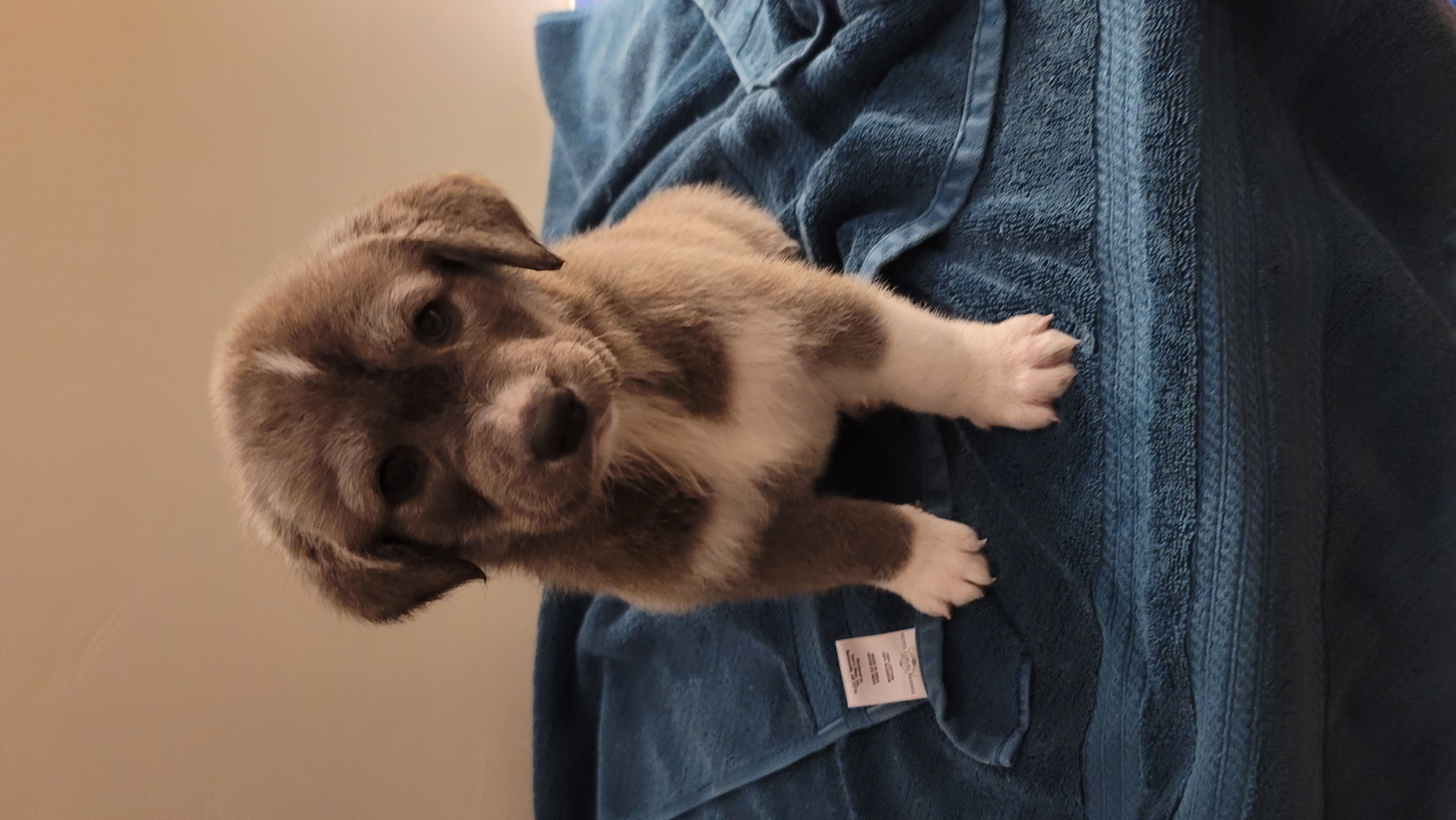 Picture of the Animal Listed