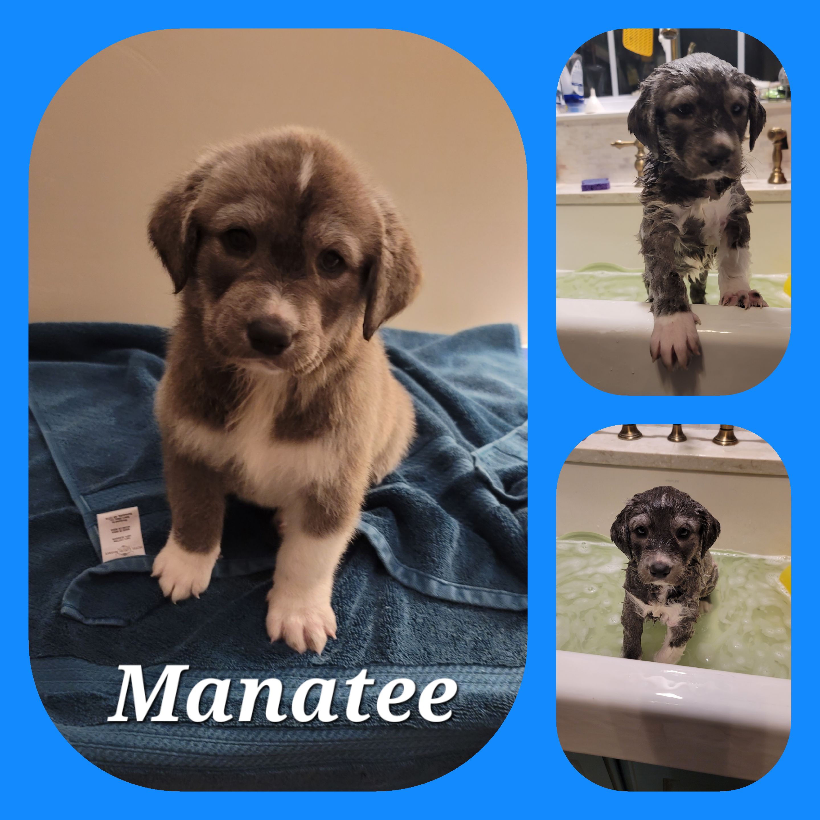 Picture of the Animal Listed