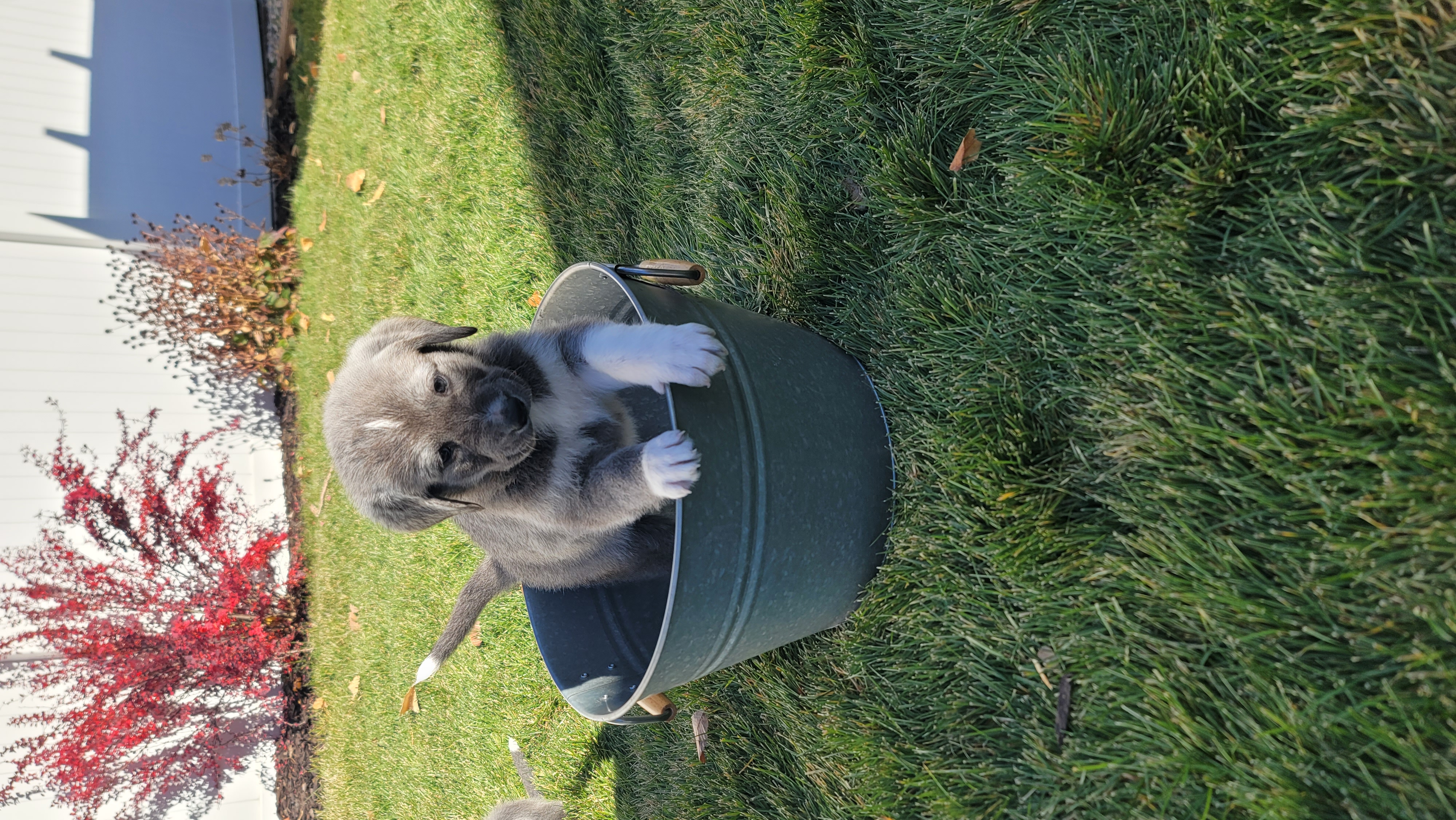 Picture of the Animal Listed